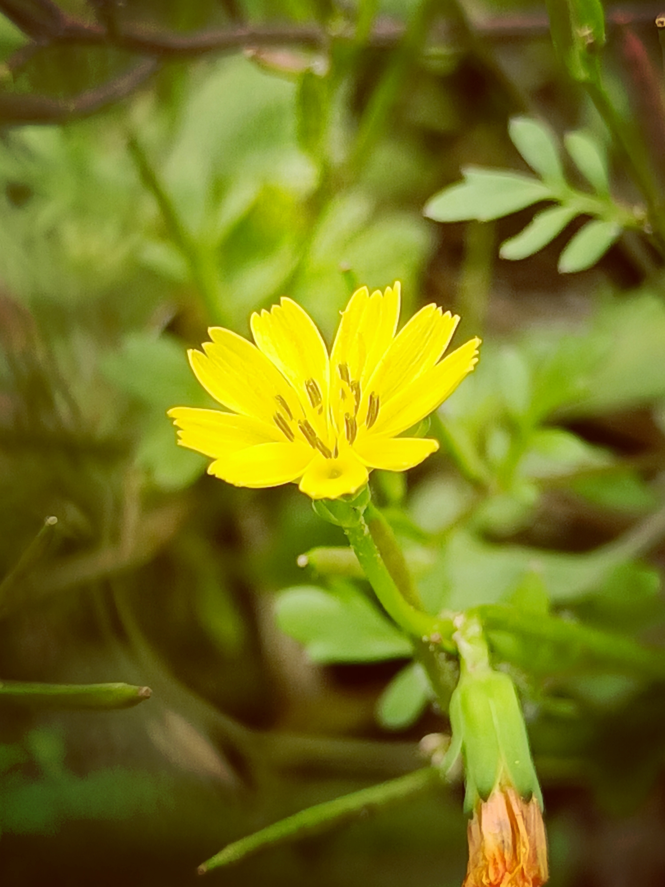 首发稻槎菜