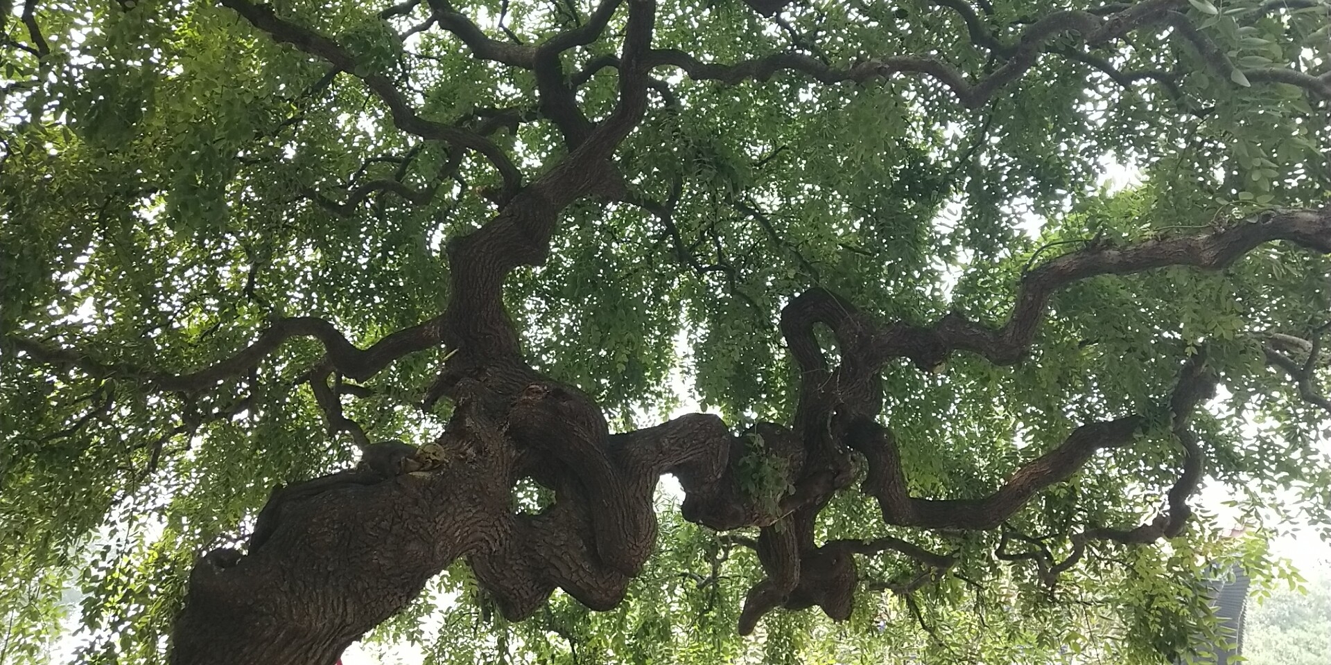 颐和园里面的龙爪槐树