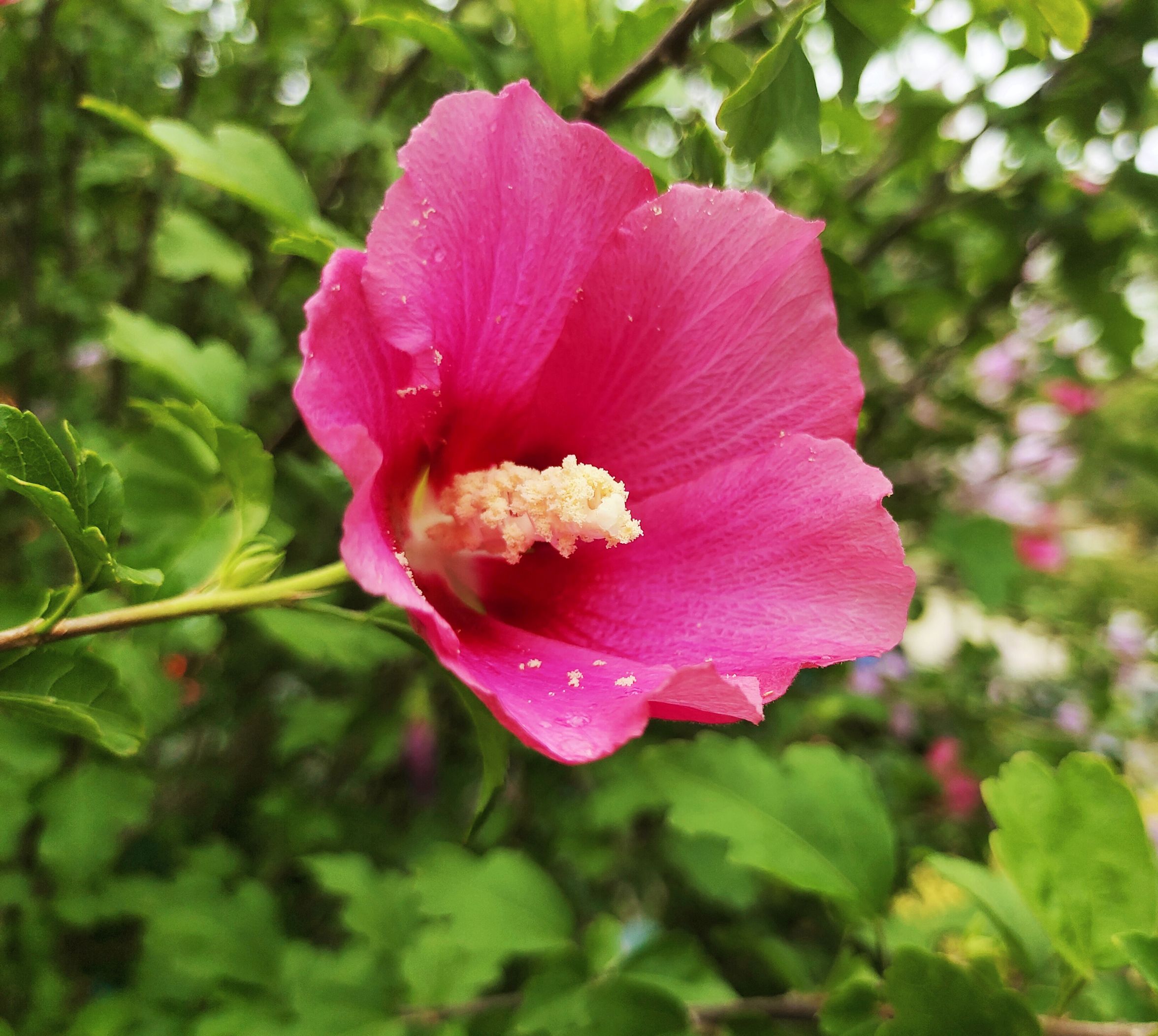 木槿花