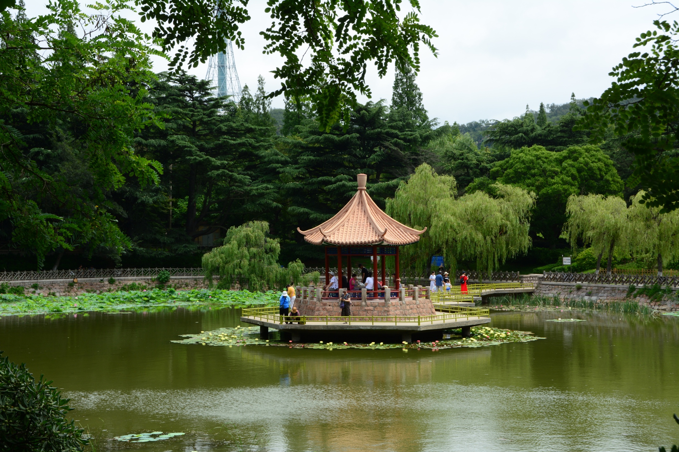 《夏日风景别样好 青岛中山公园小西湖荷花