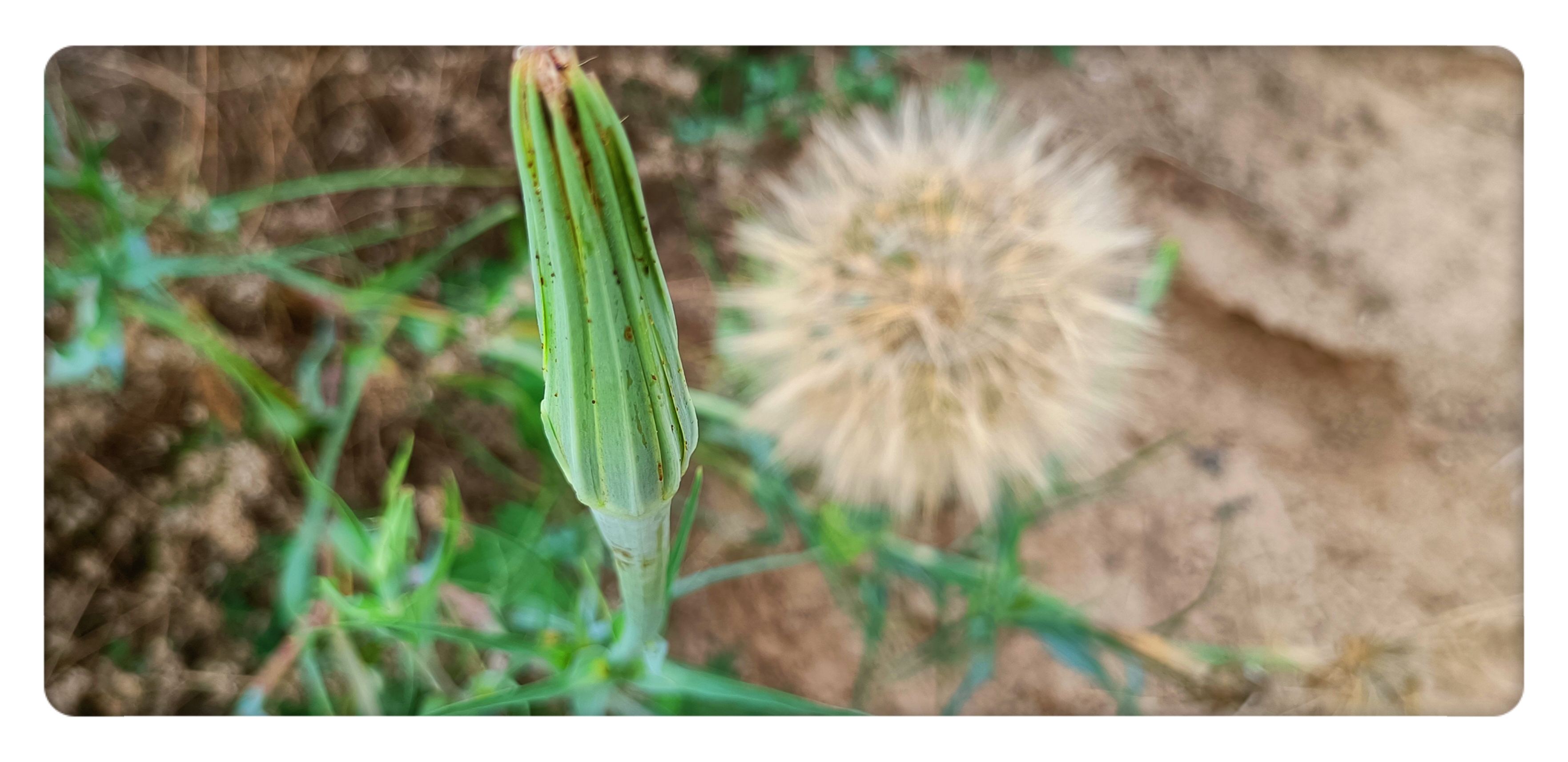 黄花婆罗门参