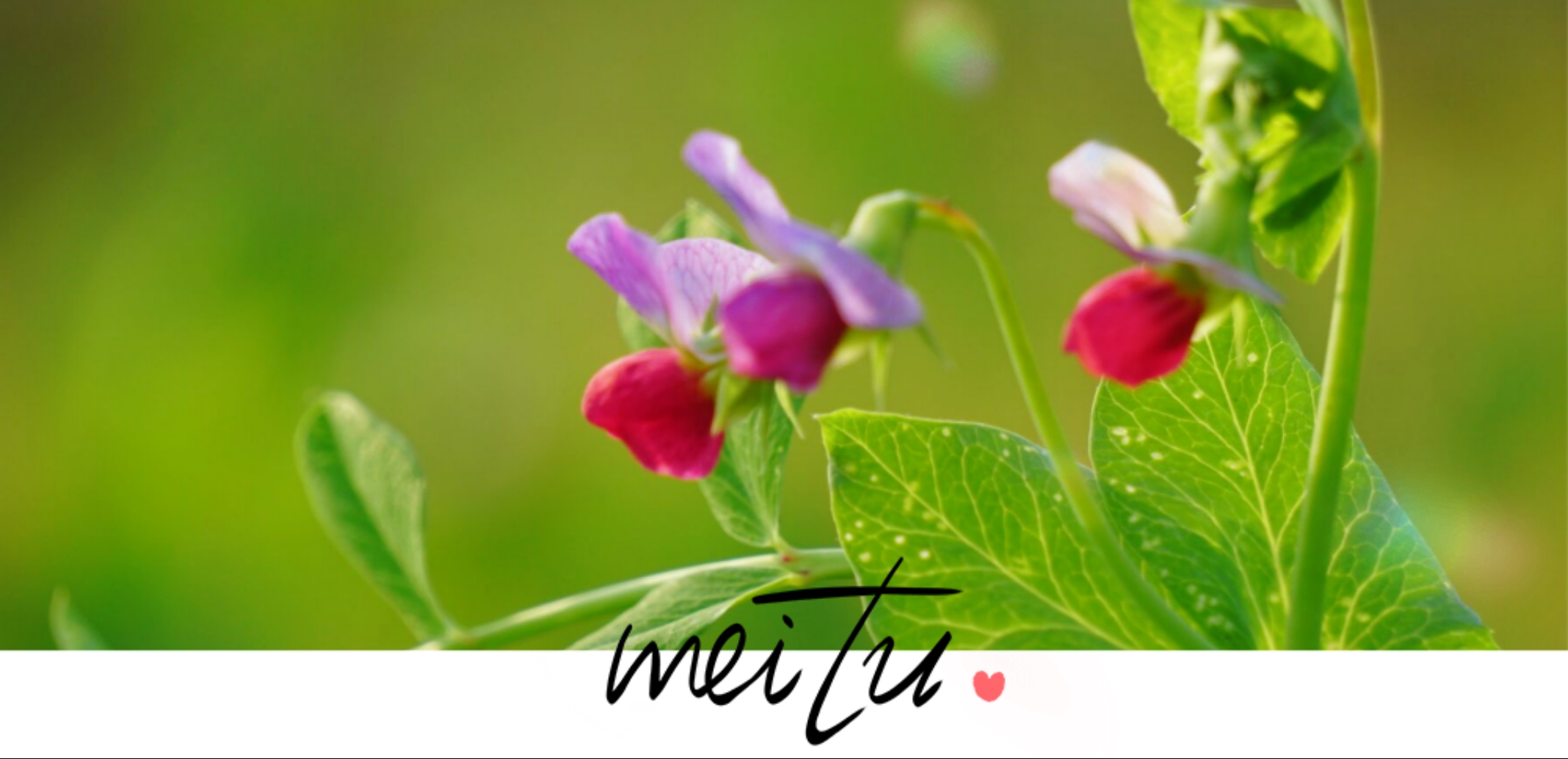豌豆花: 一种不起眼小花(首发)