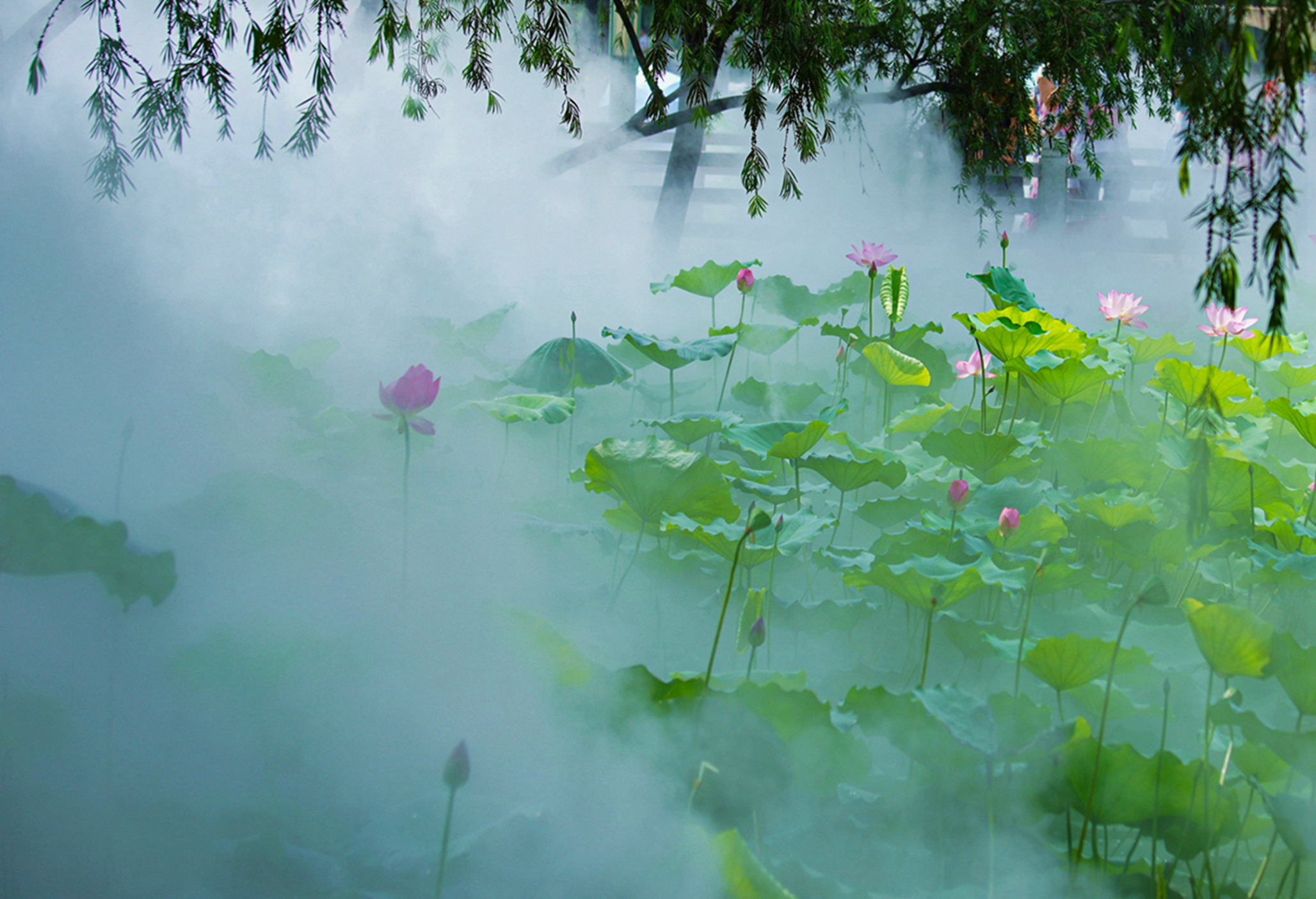 雾里看花