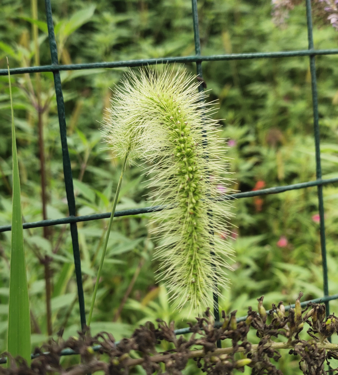 狗尾草【首发】