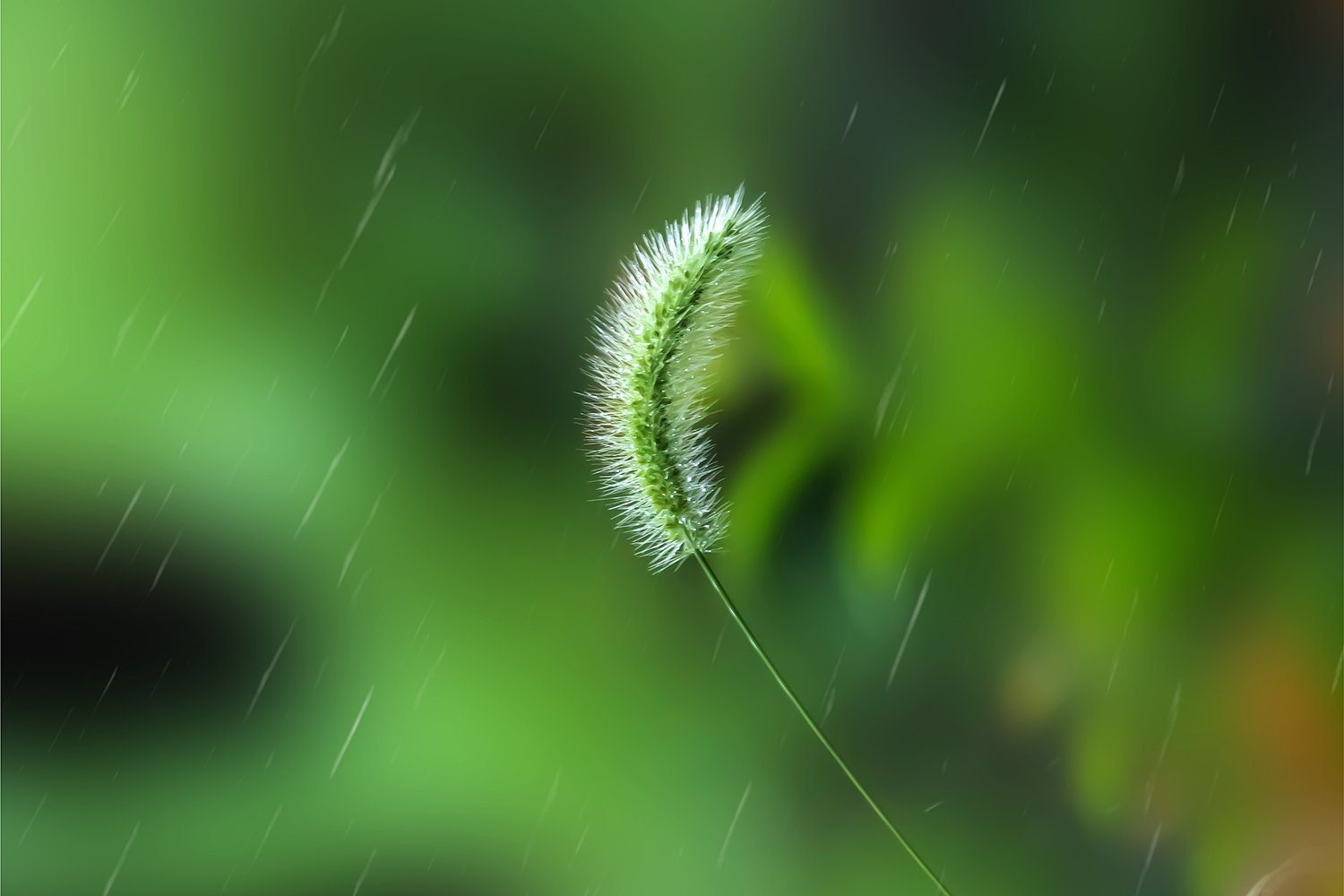 雨中的狗尾巴草