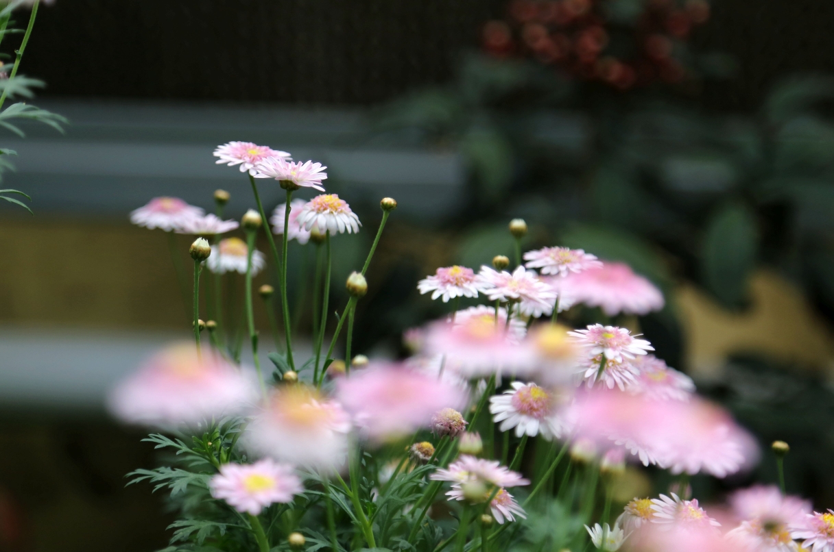 小雏菊