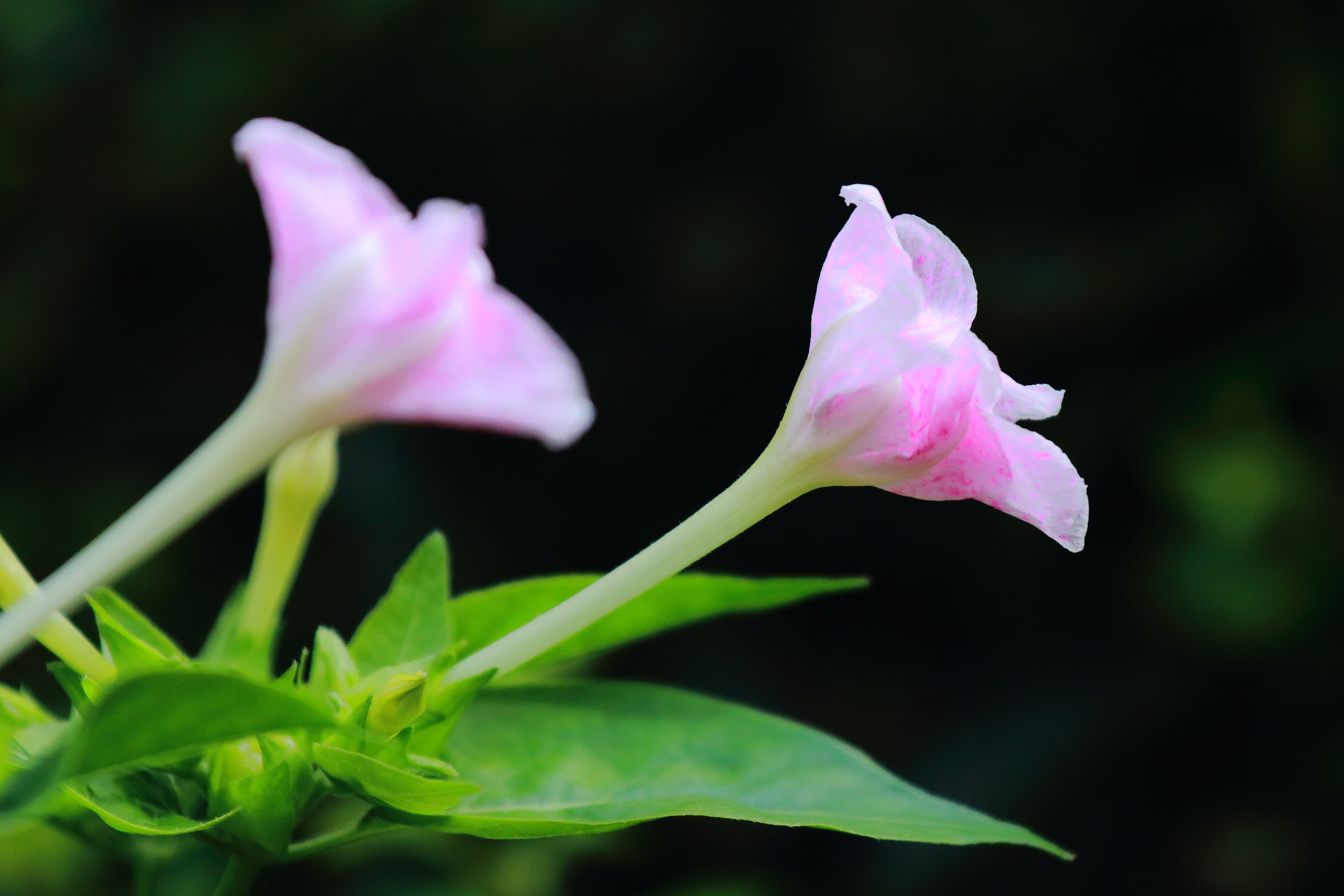 首发紫茉莉三