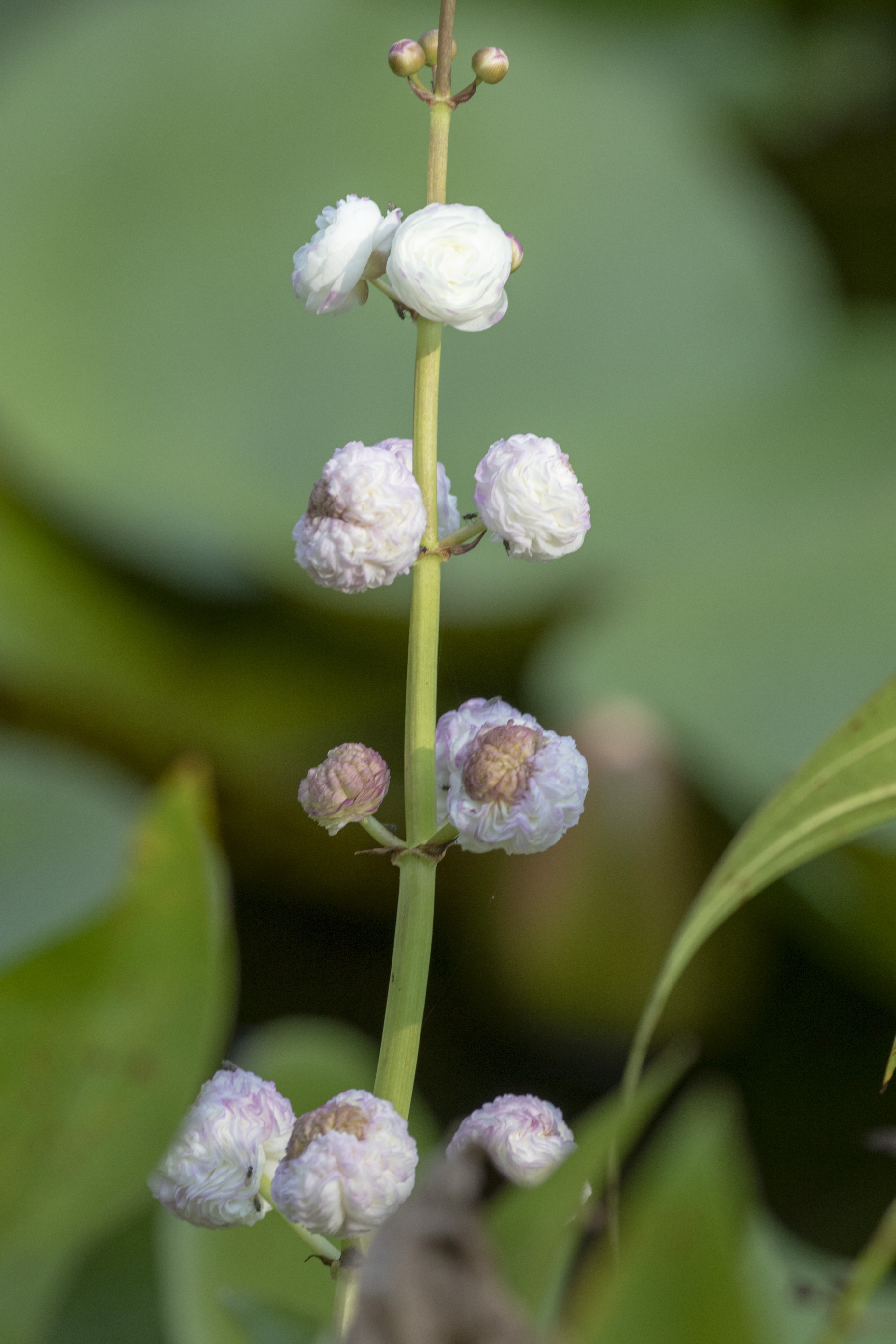 【首发】重瓣慈姑花(2)