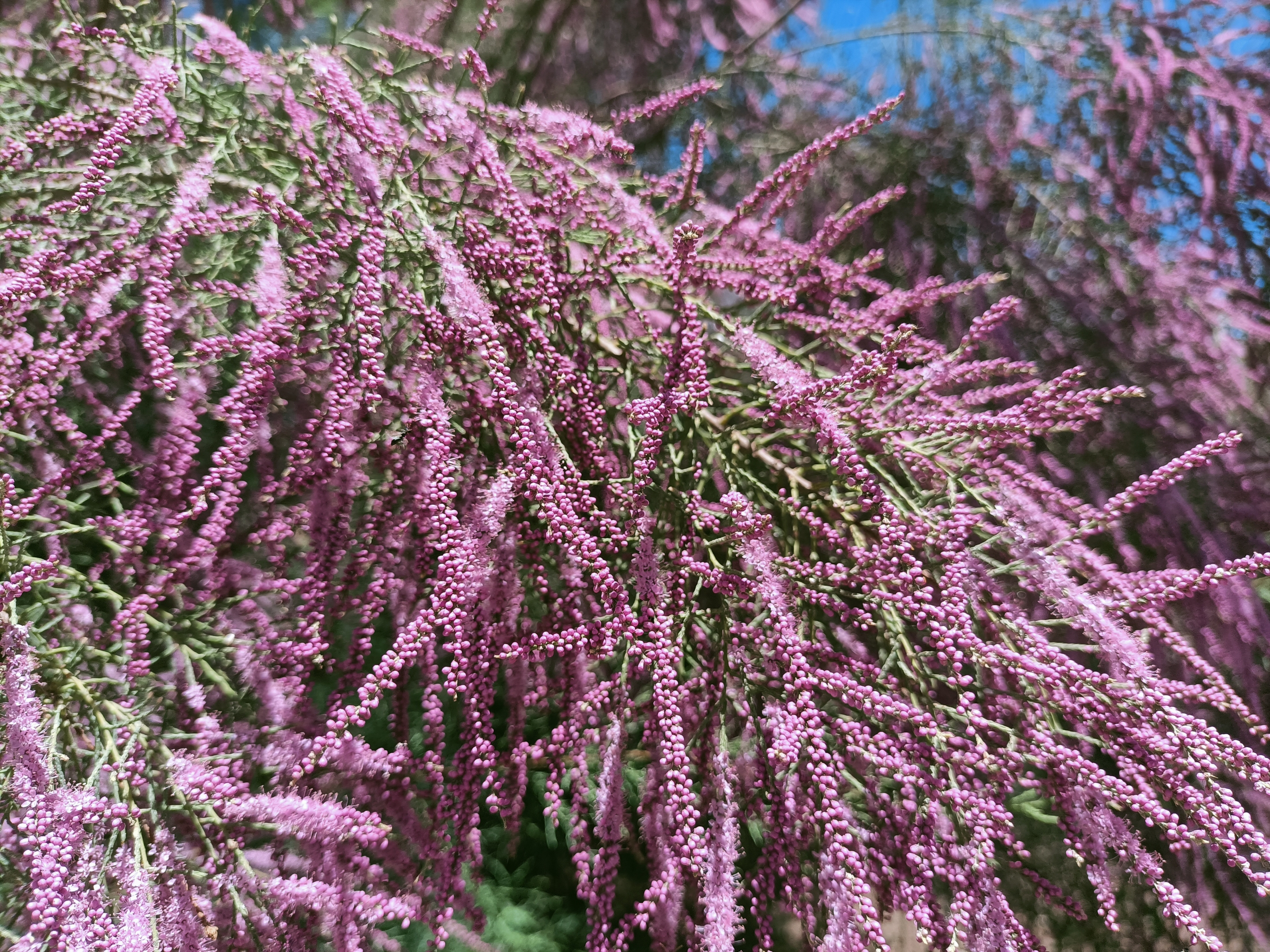 柽柳(拉丁学名:tamarix chinensis lour.