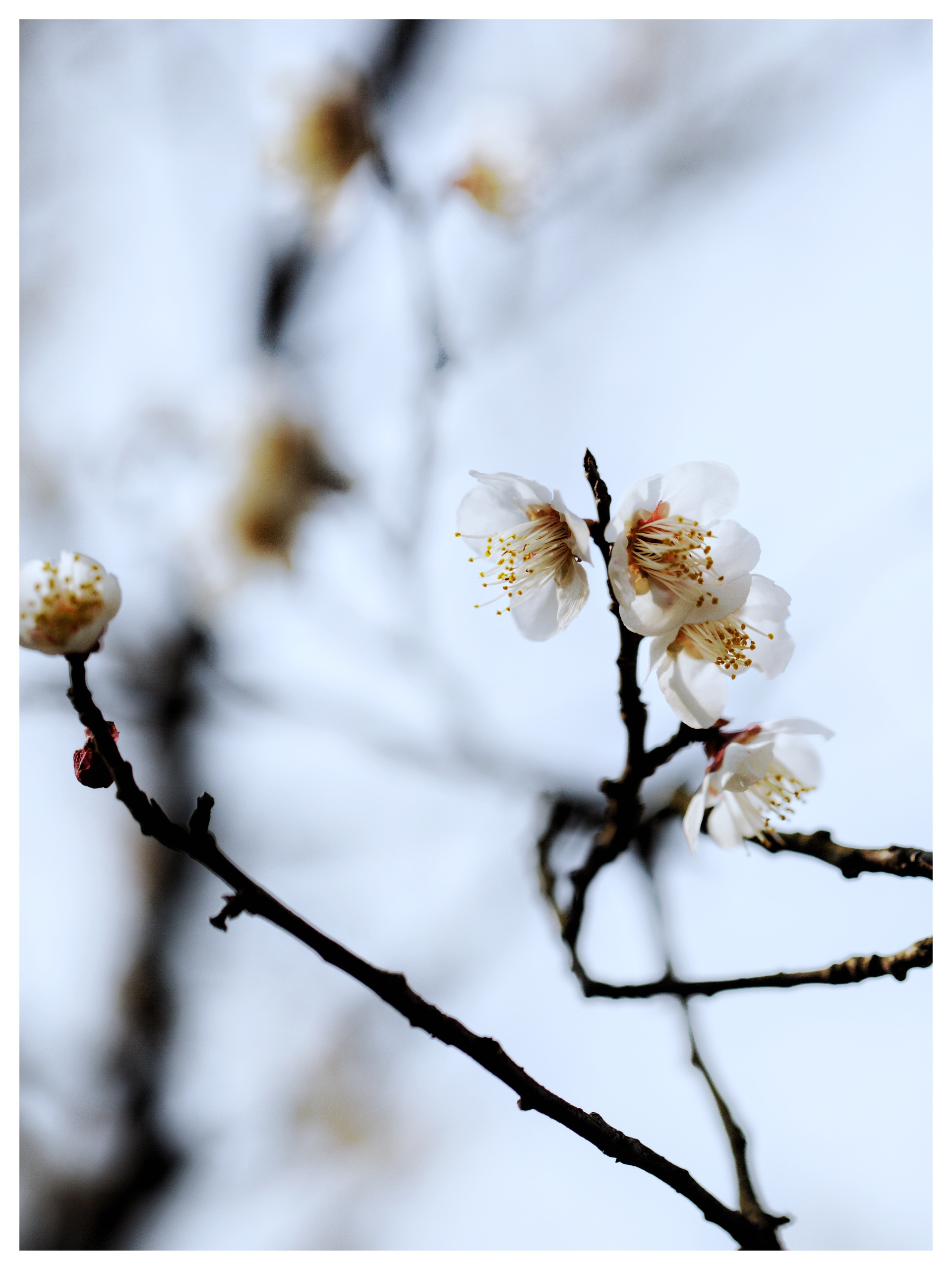 白梅花:疑是冬雪尚未消