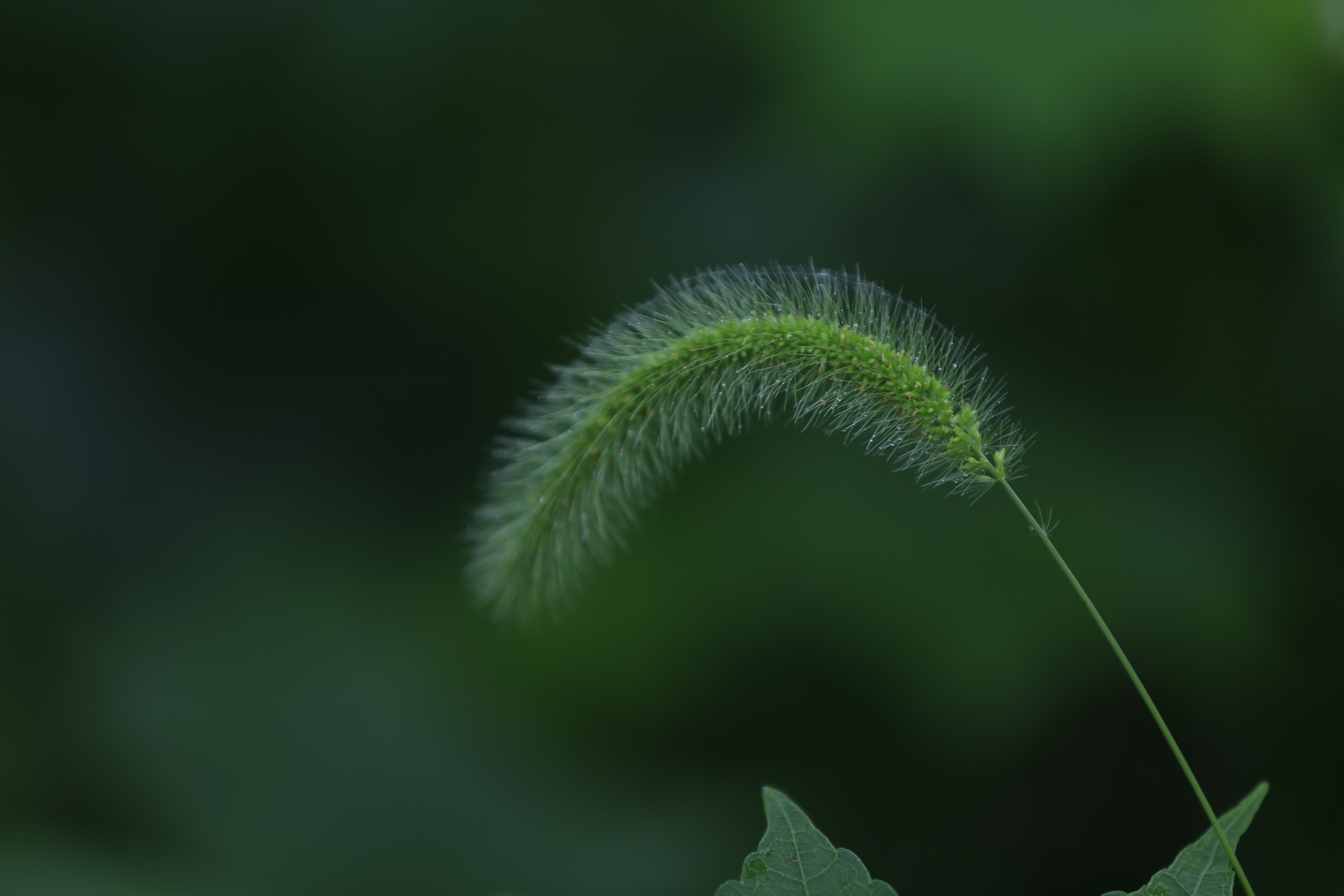 拍摄:小菌 狗尾巴草是我们生活当中最为常见的,一般来说它的花语是