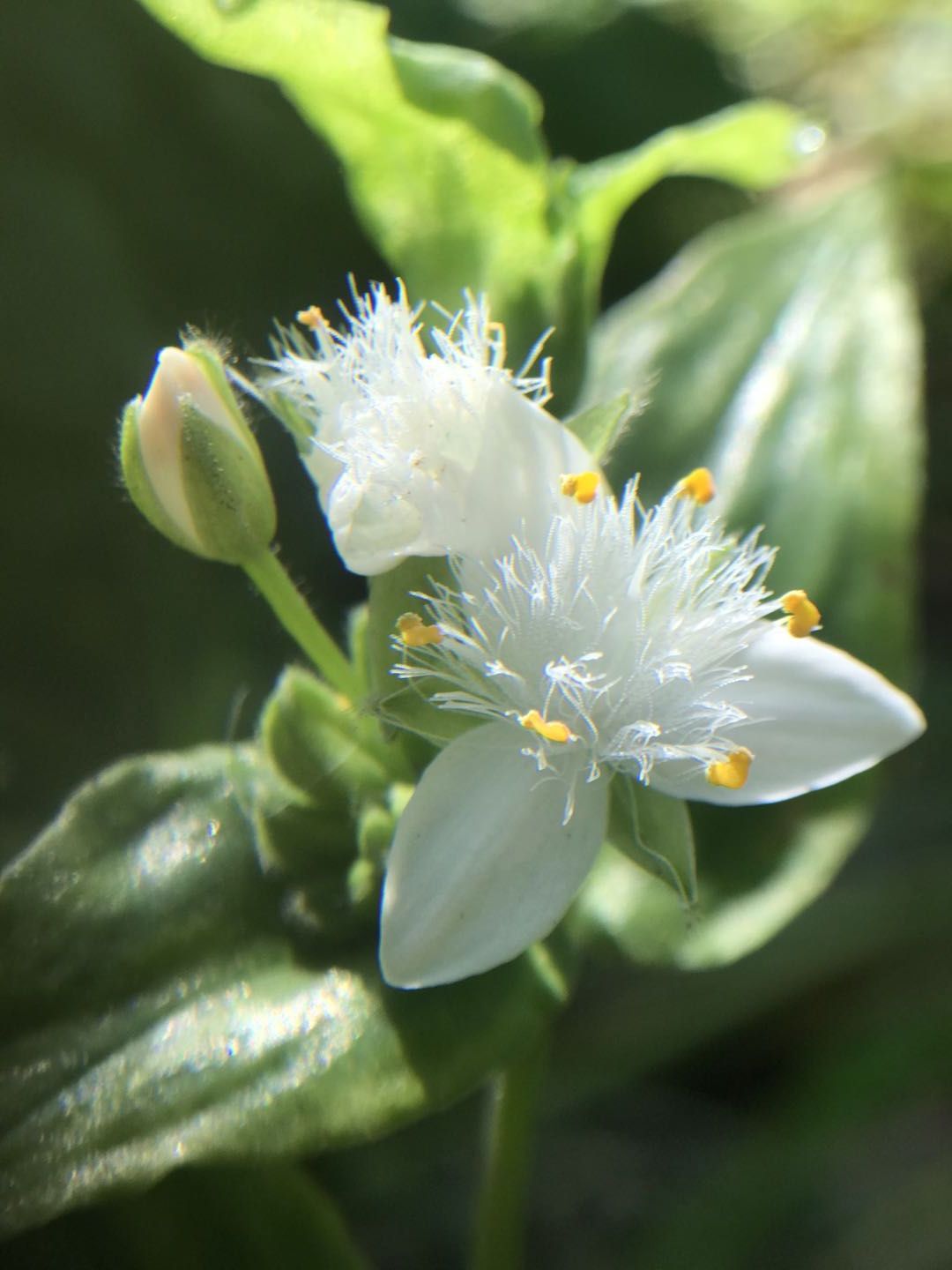 白花紫露草