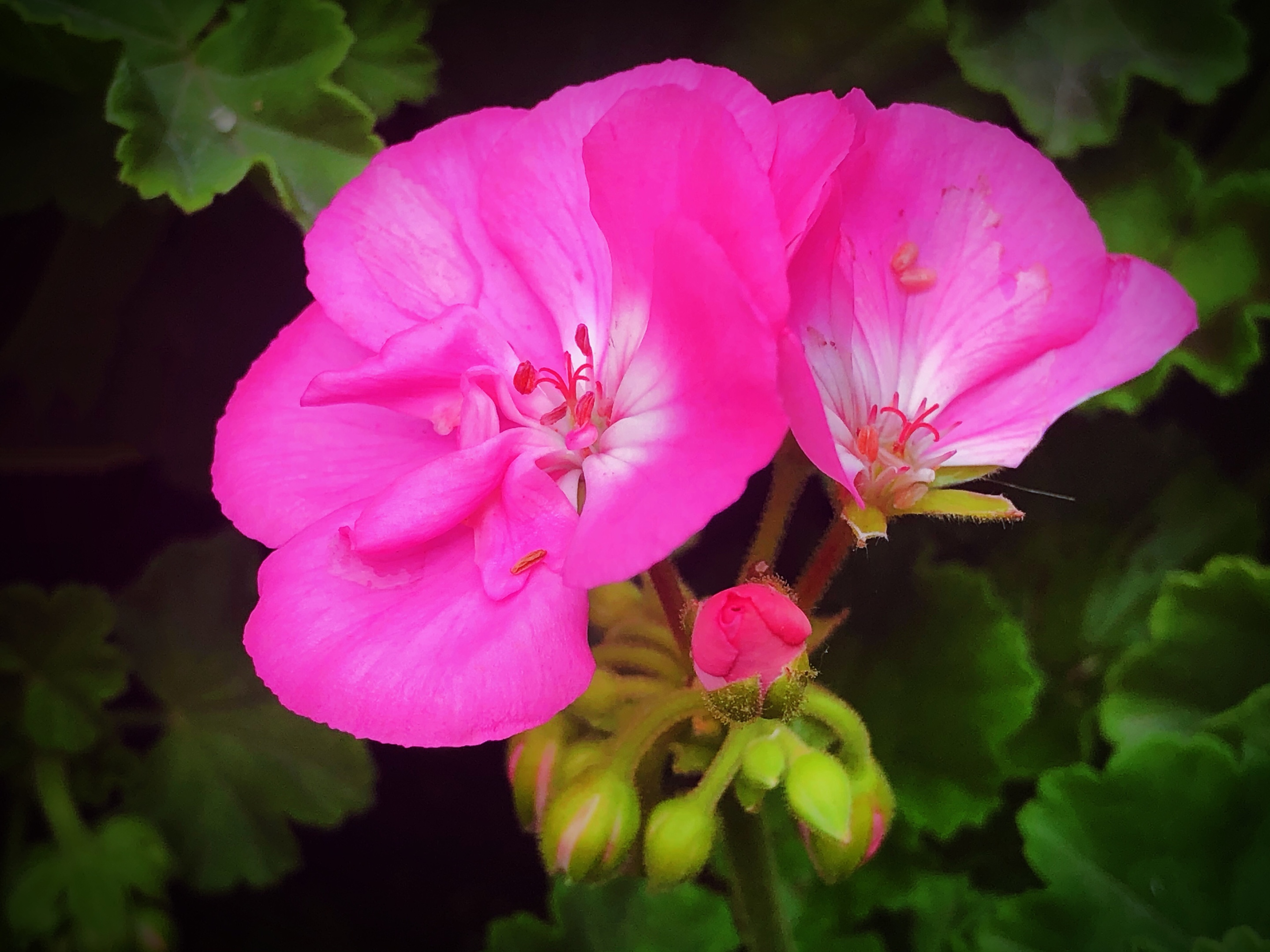 天竺葵 花 粉色的 - Pixabay上的免费照片 - Pixabay