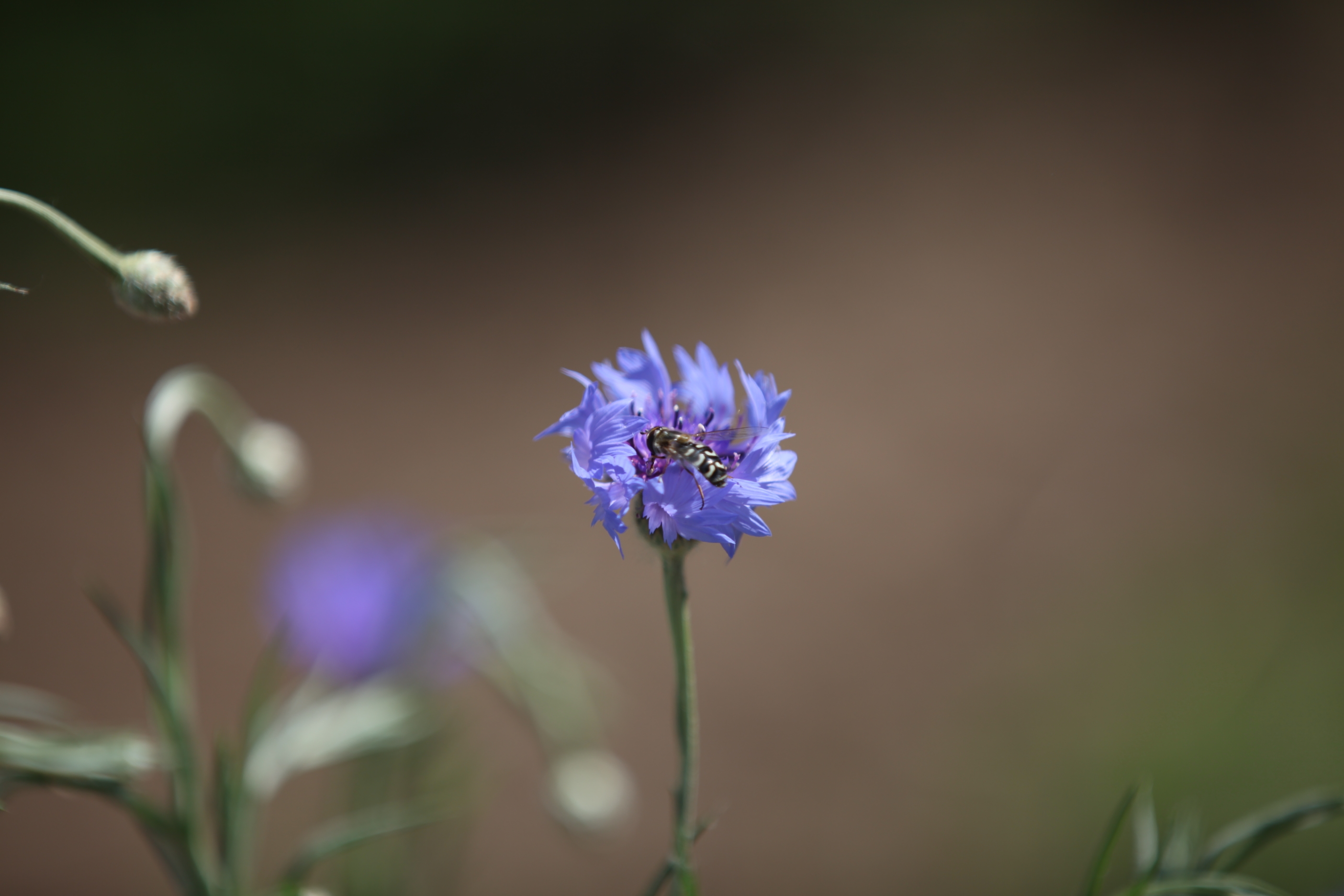 车矢菊