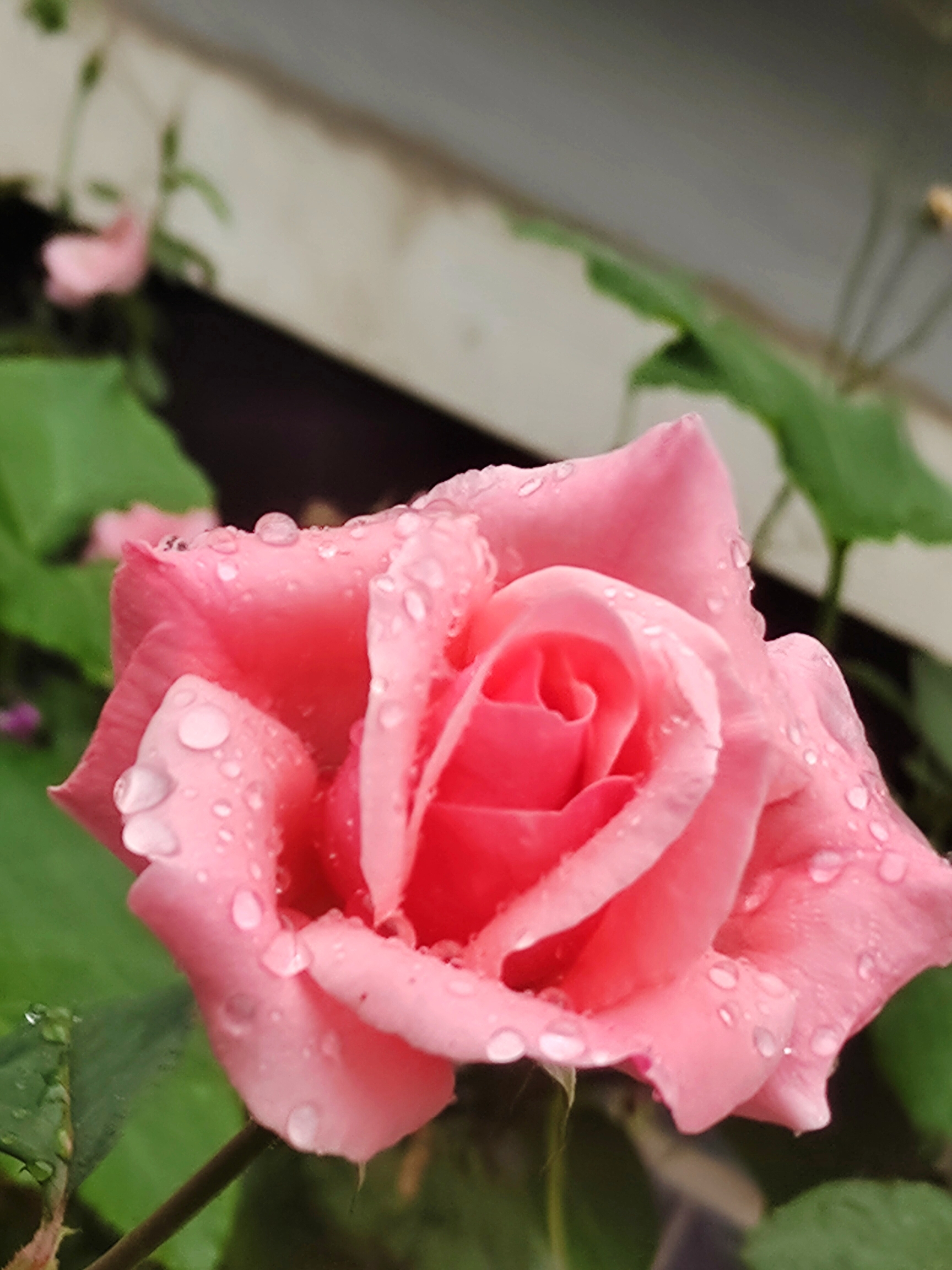 首发〕挂着水珠的月季花