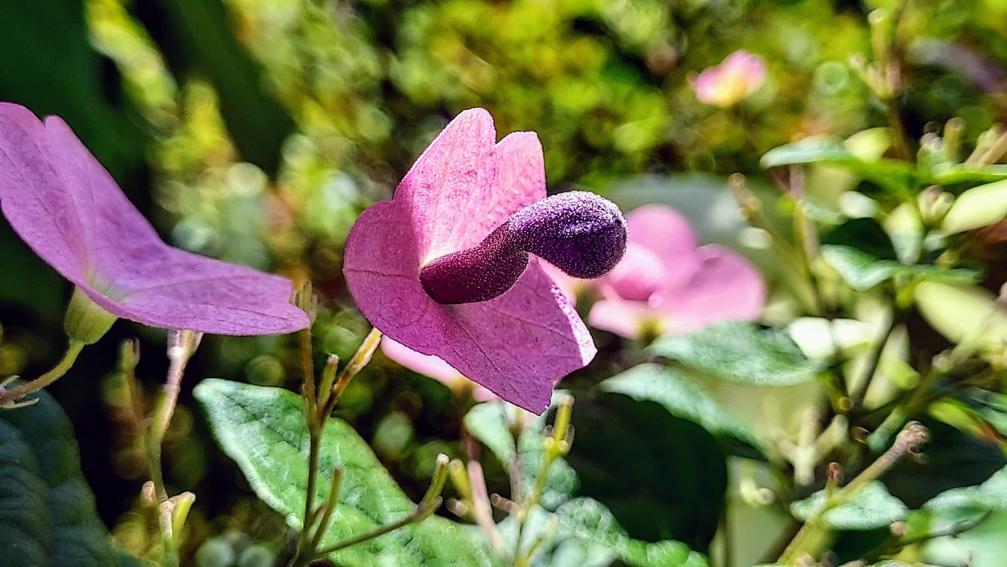 紫蝶花
