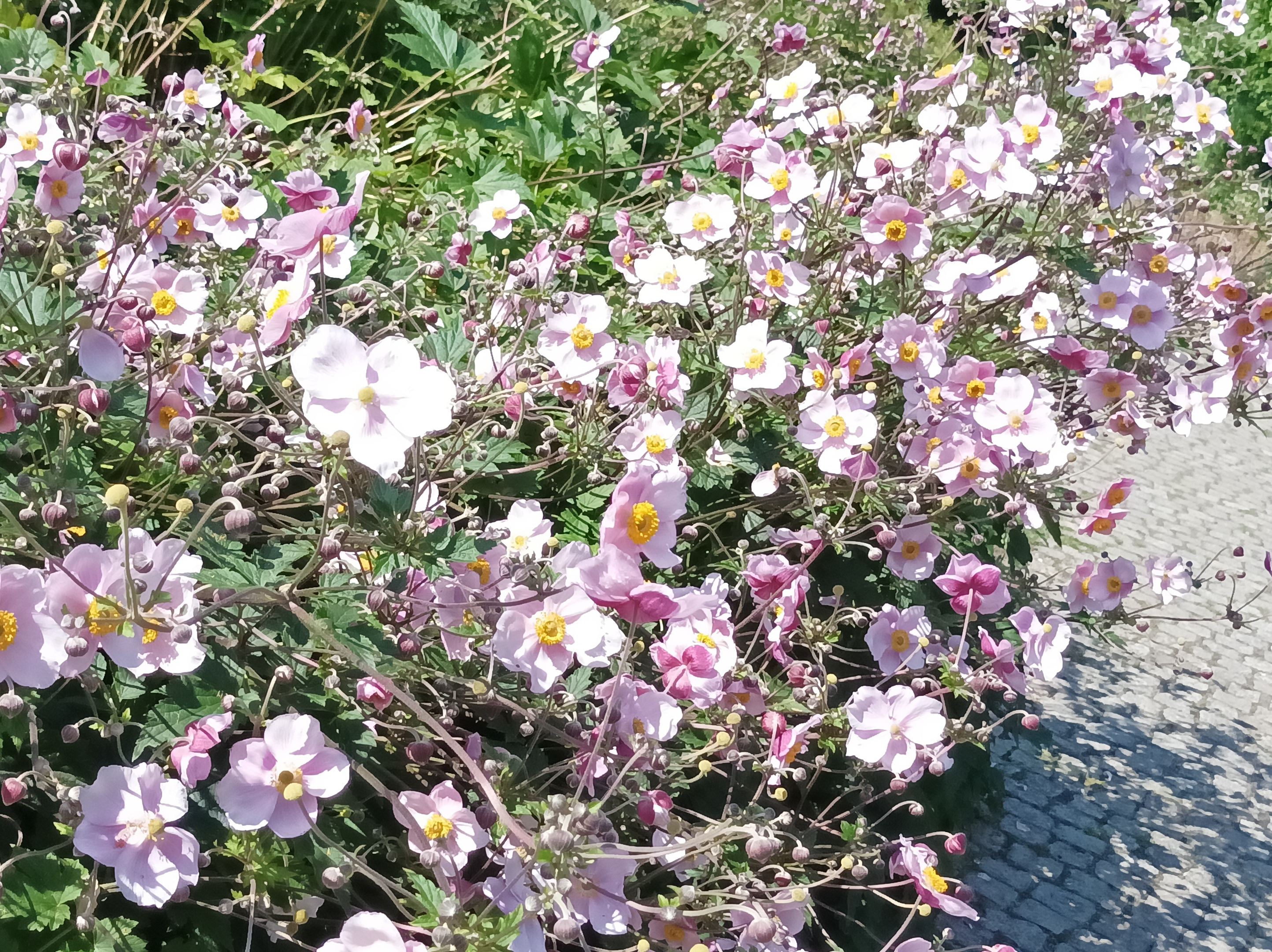 姗姗来迟的日本银莲花