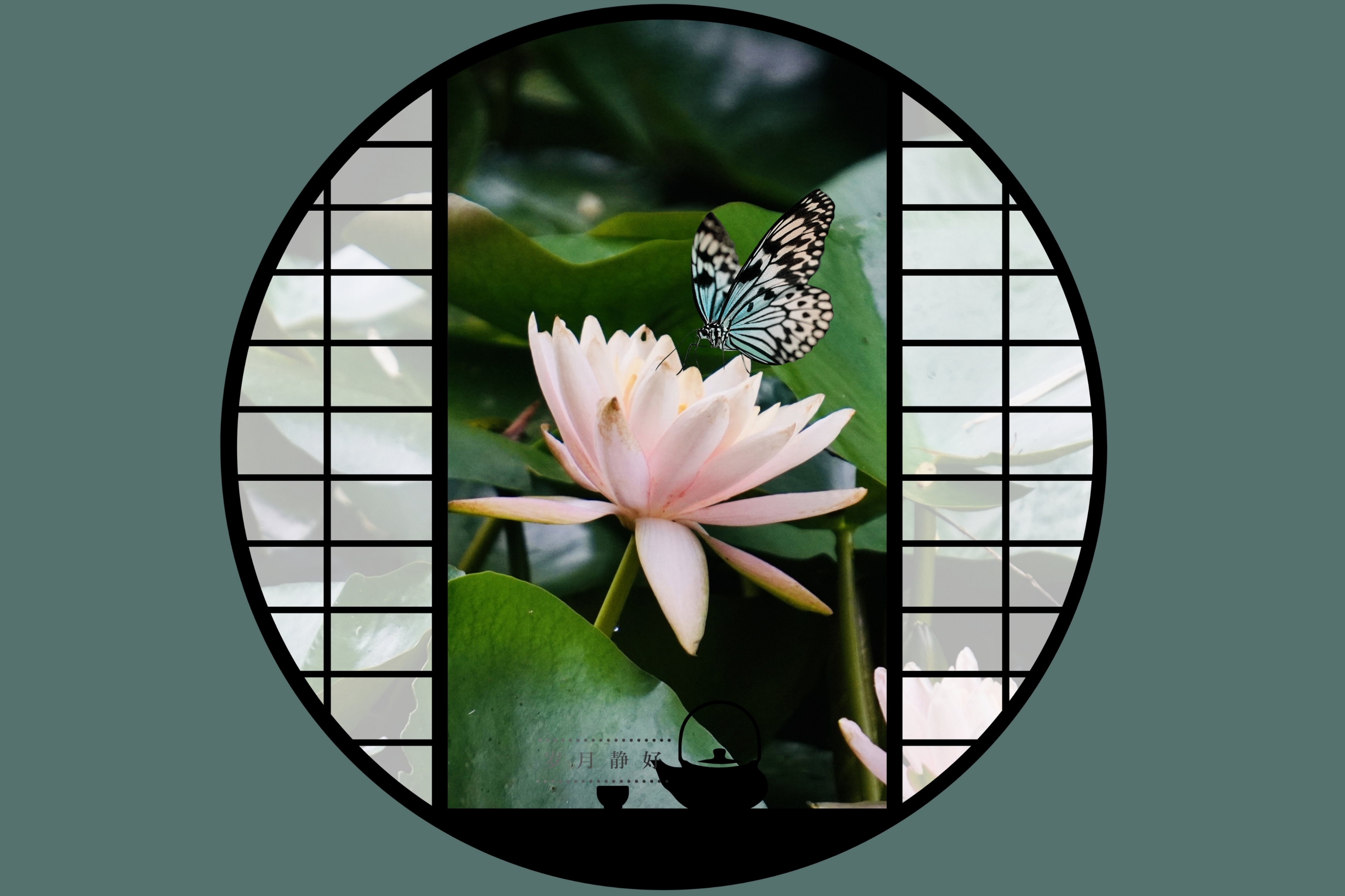 水中女神,莲花开《首发》