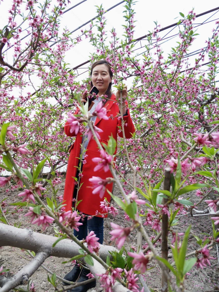 美女桃花别样红