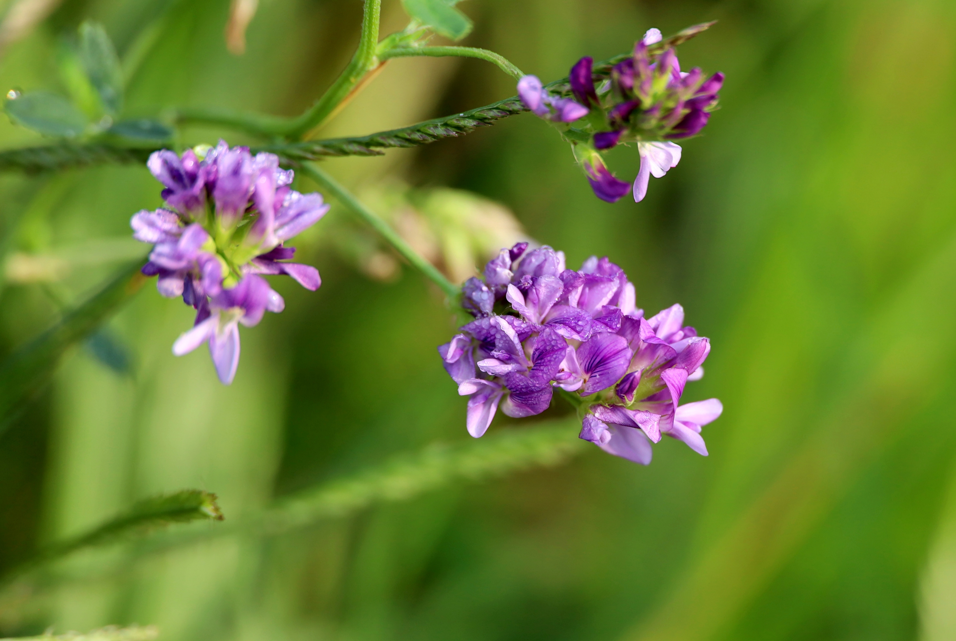 紫苜蓿花