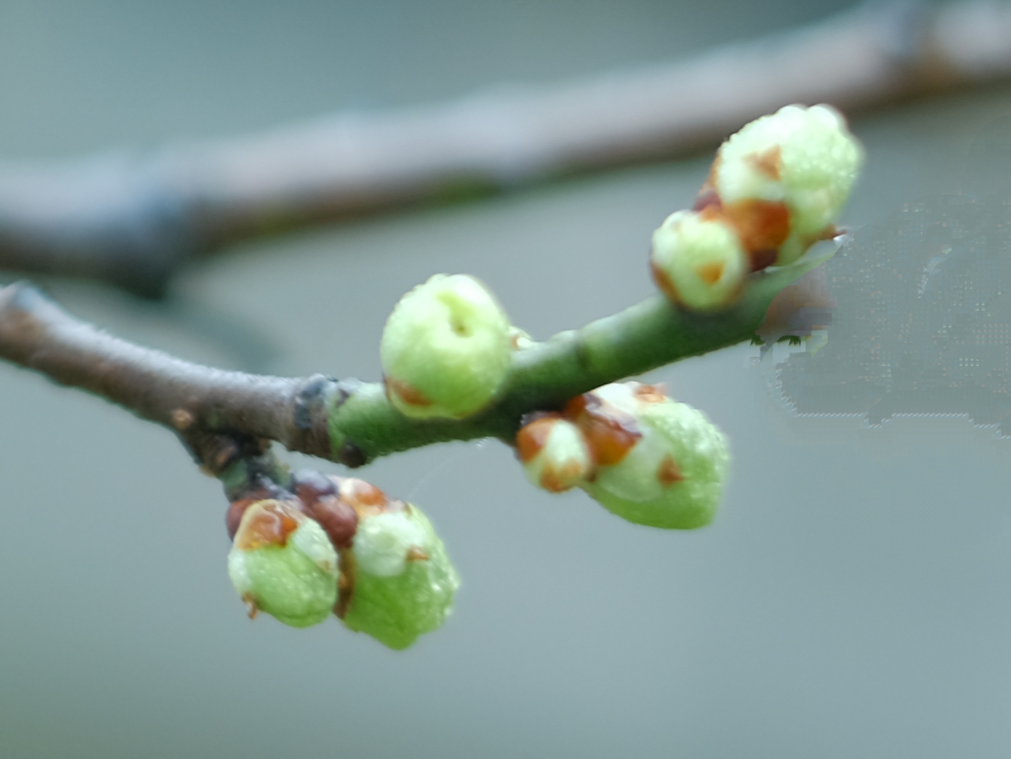 苹果绿*梅花花蕾