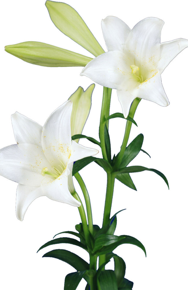 心田上的百合花