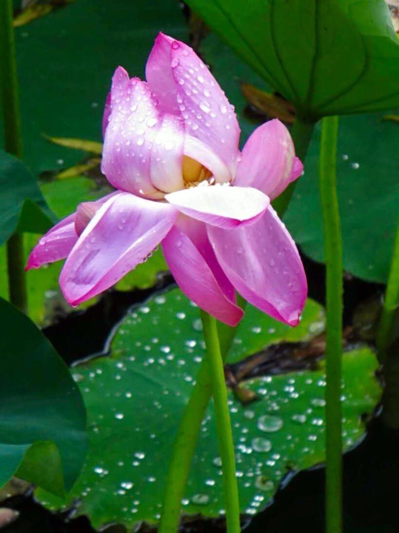 雨荷雨晴莲更红