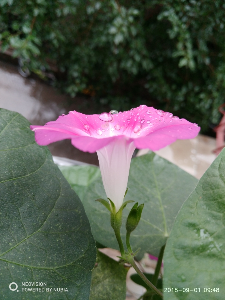 雨中的牵牛花