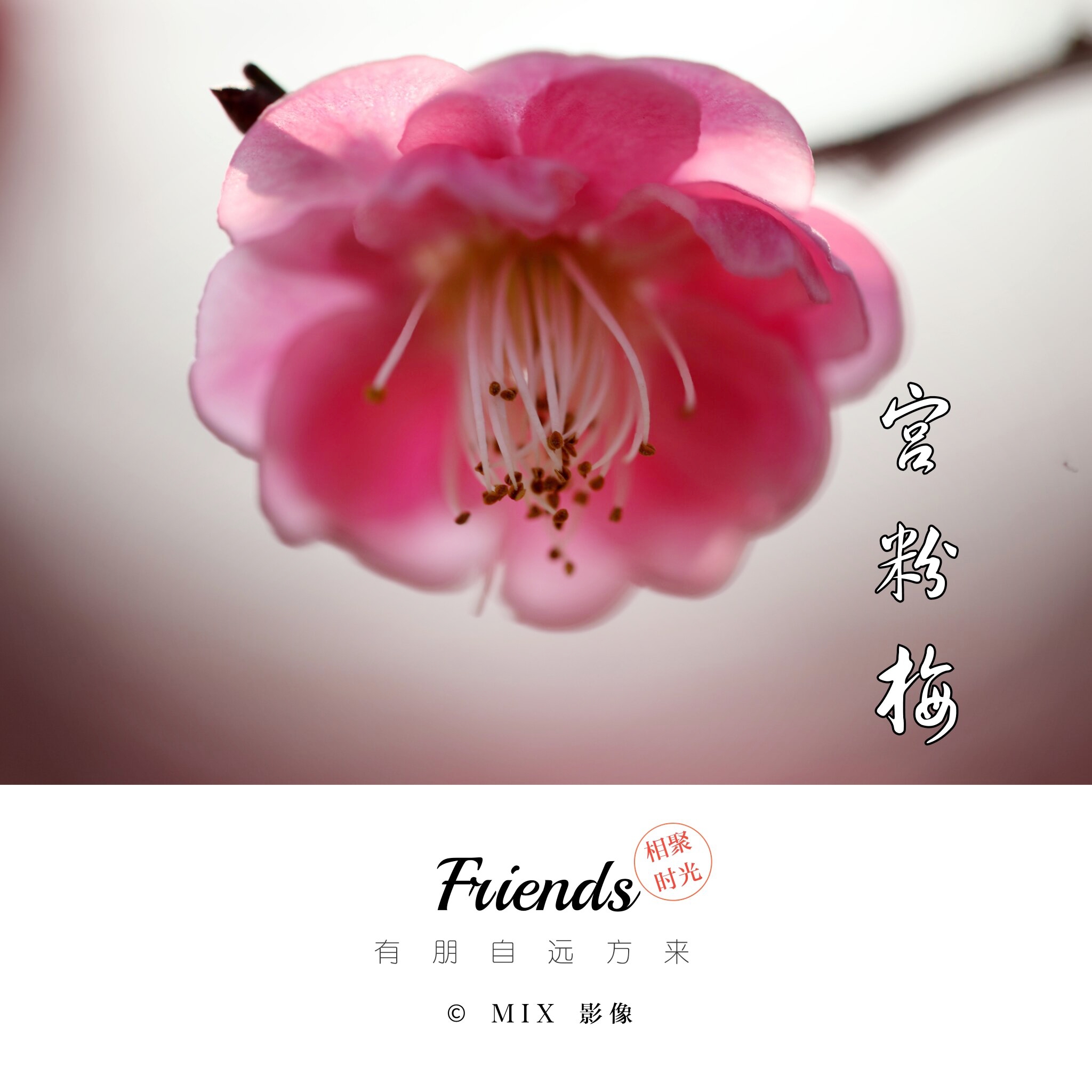 梅花系列(9)《宫粉梅》