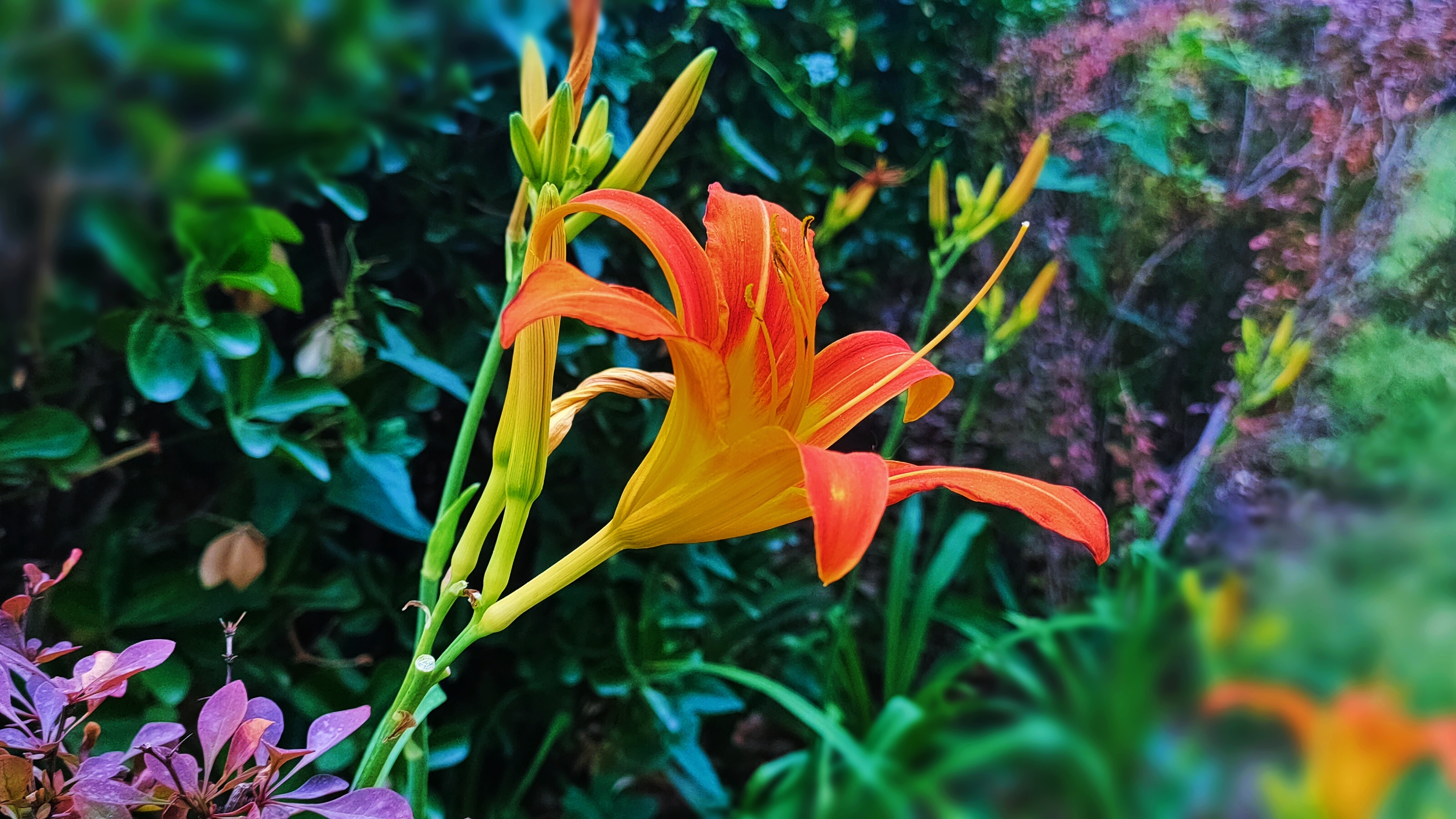忘忧草