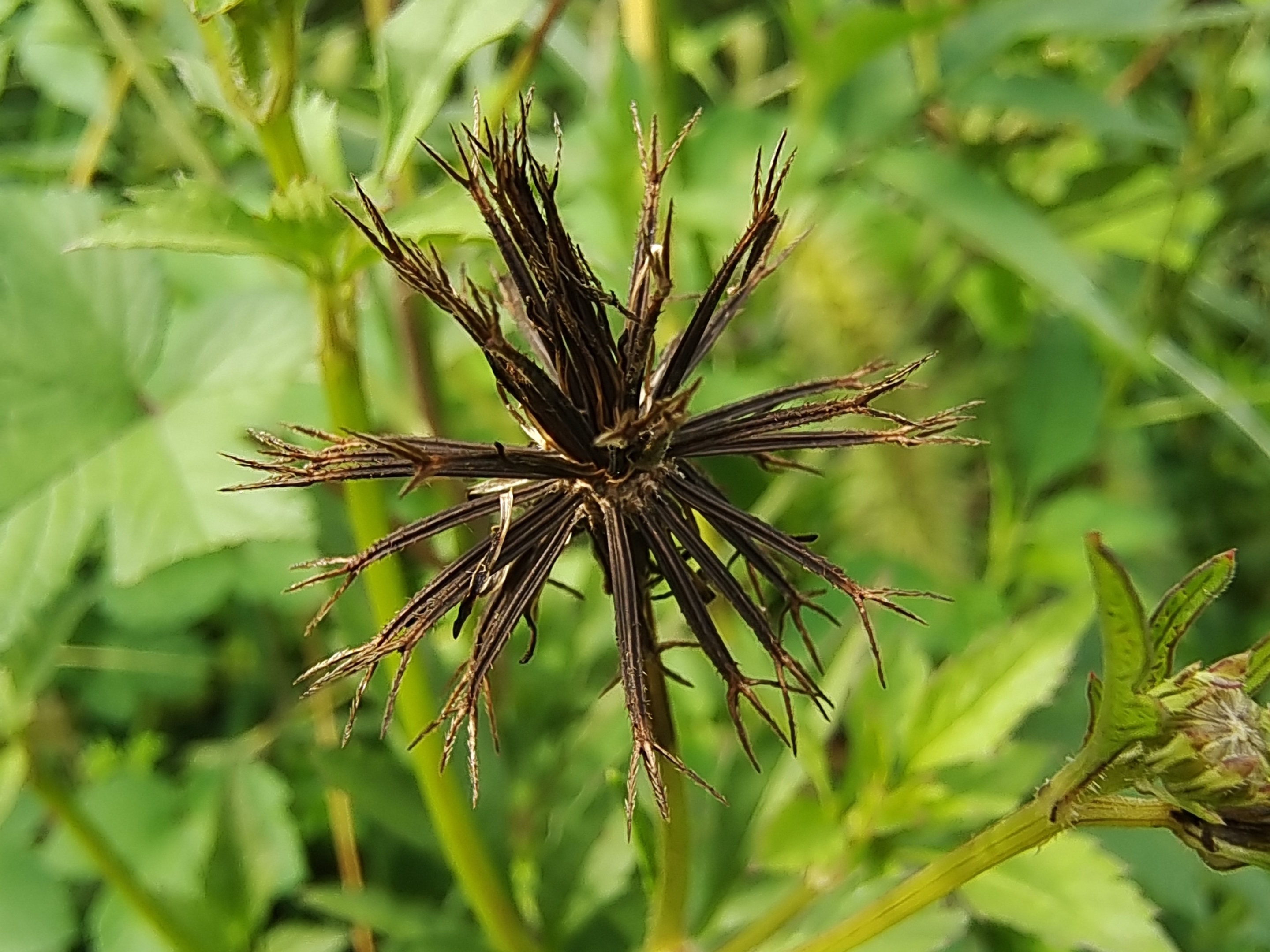 鬼针草