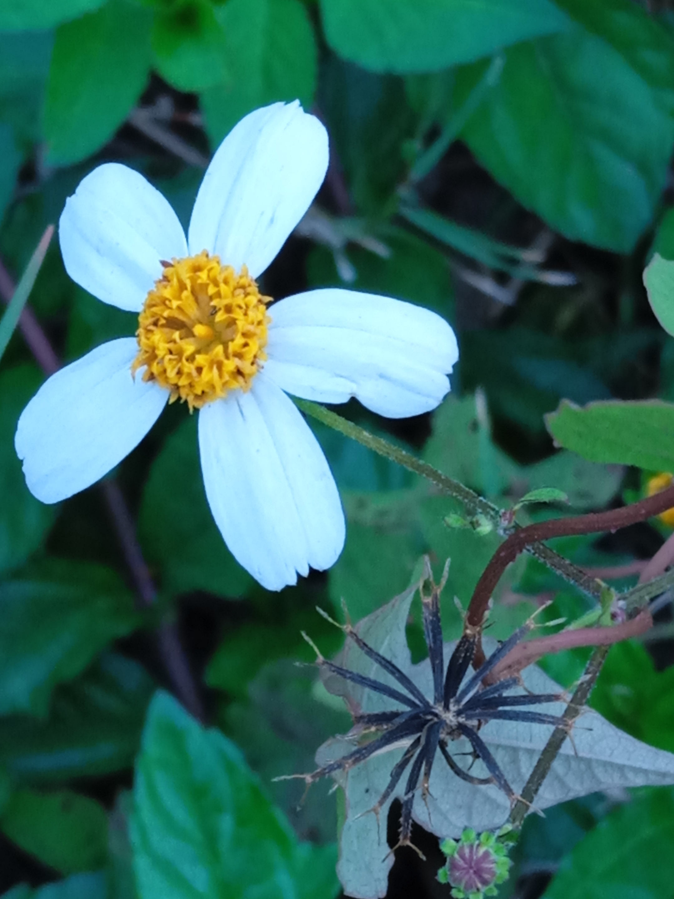 鬼针草花,经常在郊外或田野水渠边的人们恐怕不会陌生,五瓣白花,黄黄