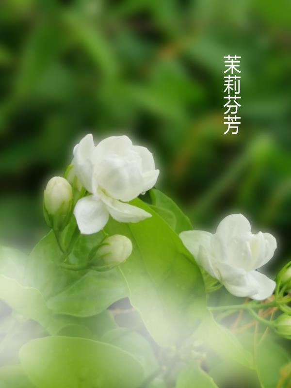 一抹淡香茉莉花 最爱人生旖优雅