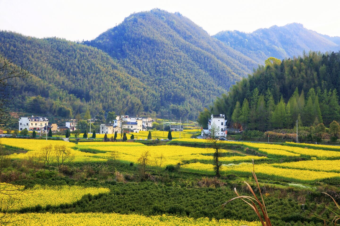 当油菜花遇上千年古镇