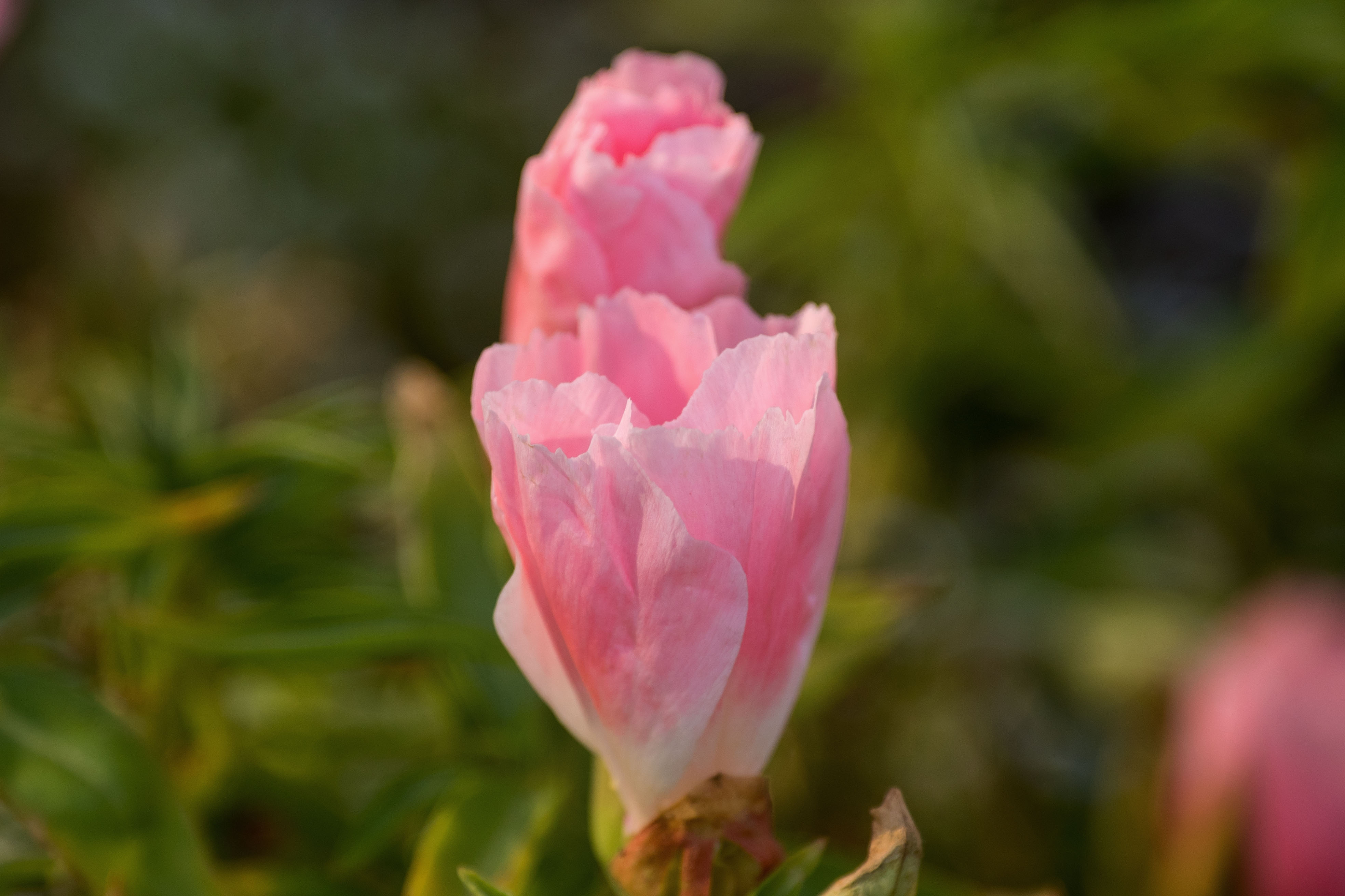 首发古代稀花