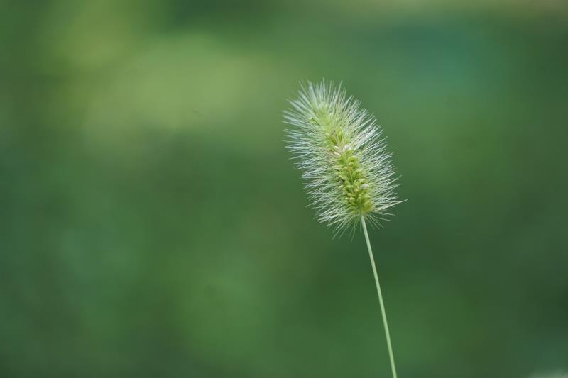 狗尾巴草,摇着童年的味道