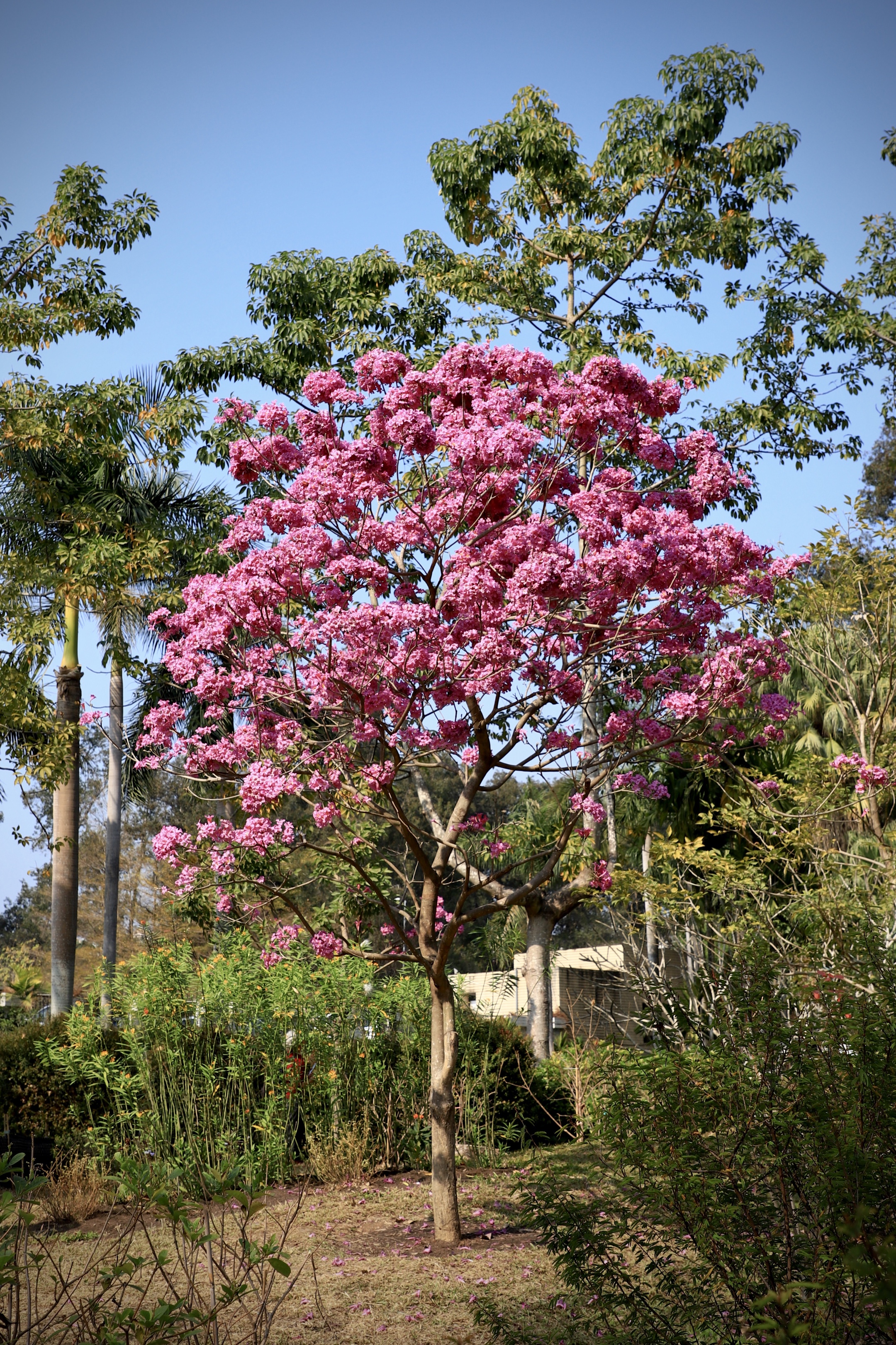 紫花风铃木