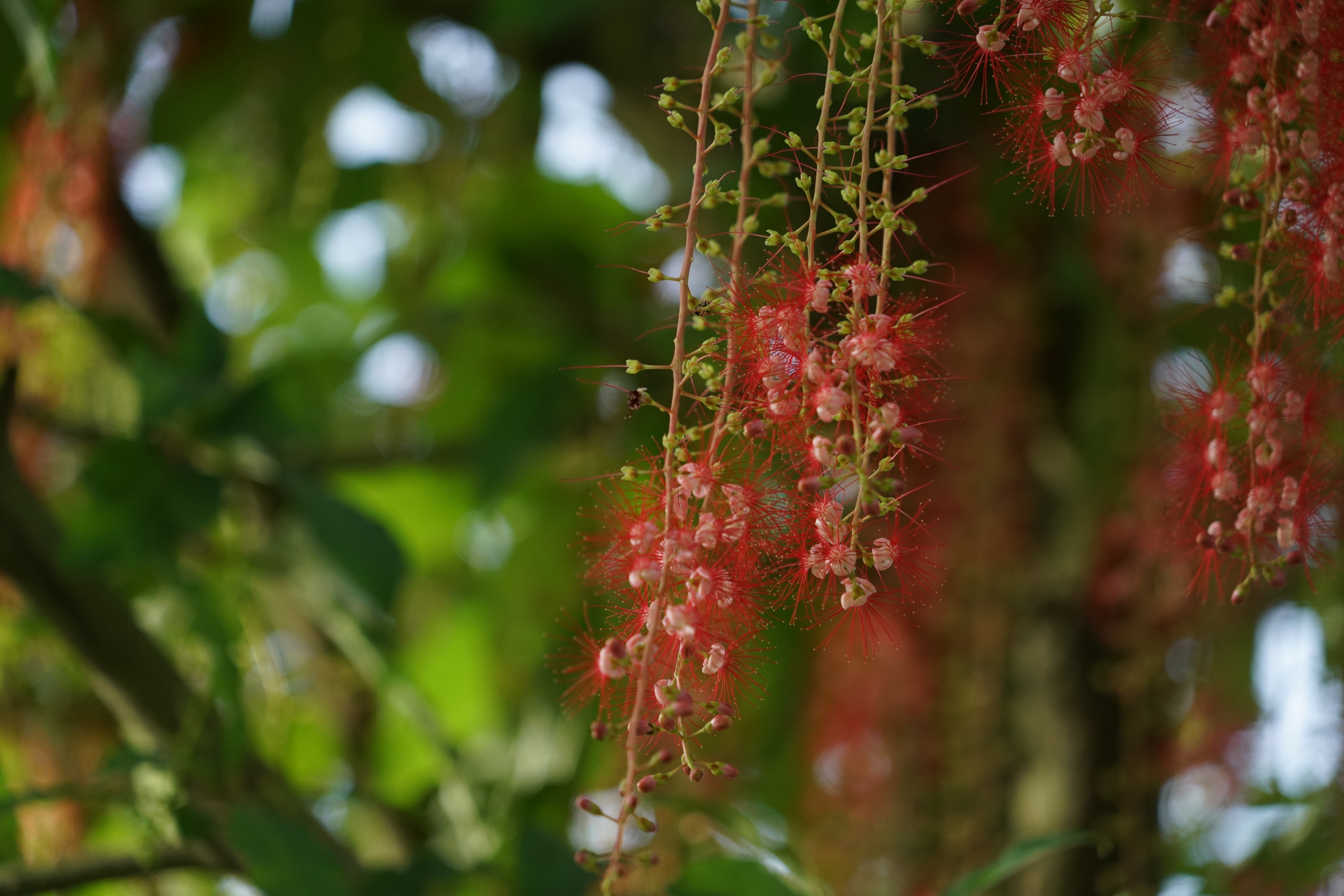 红花玉蕊展风采