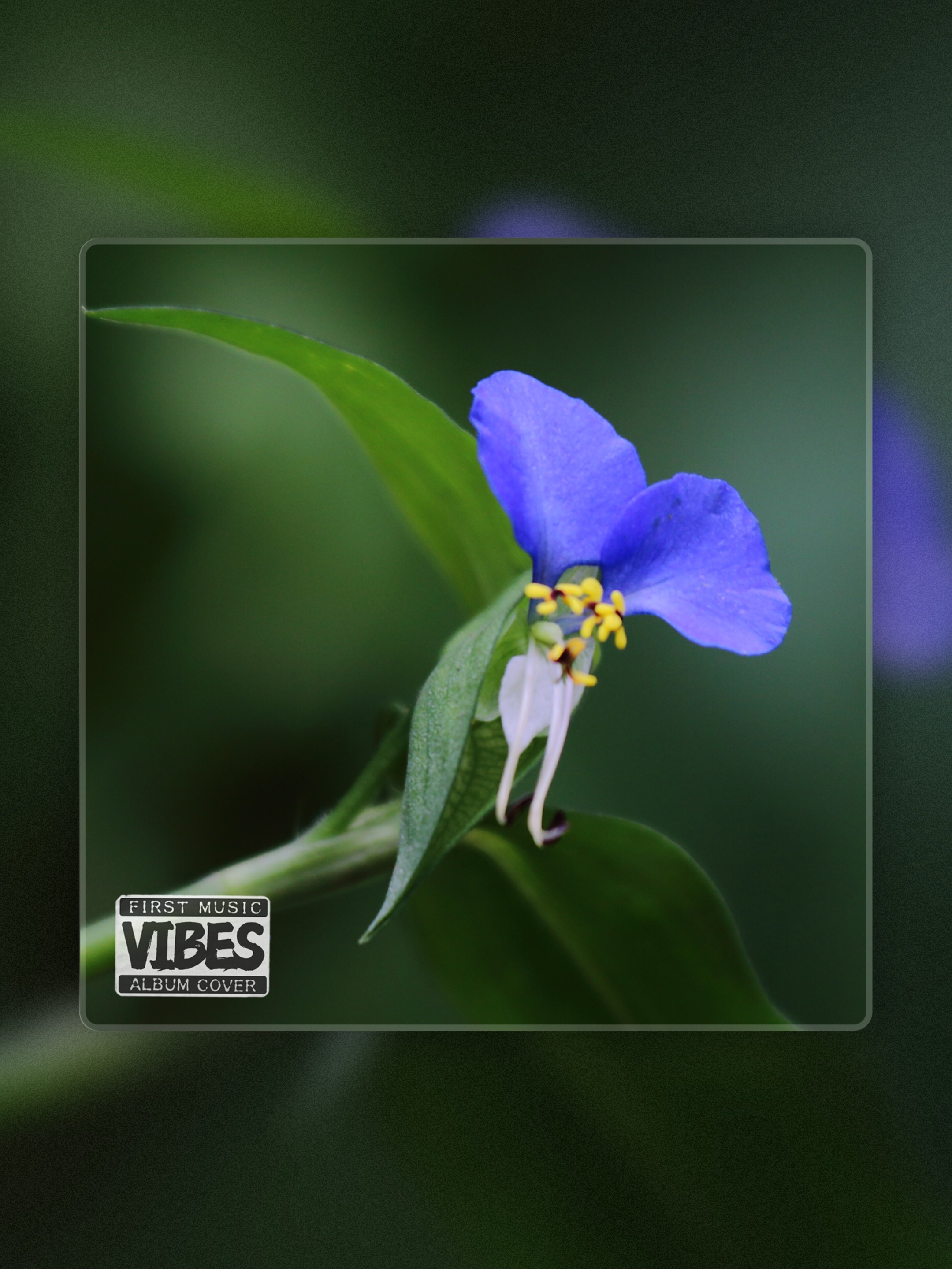 首发鸭跖草花