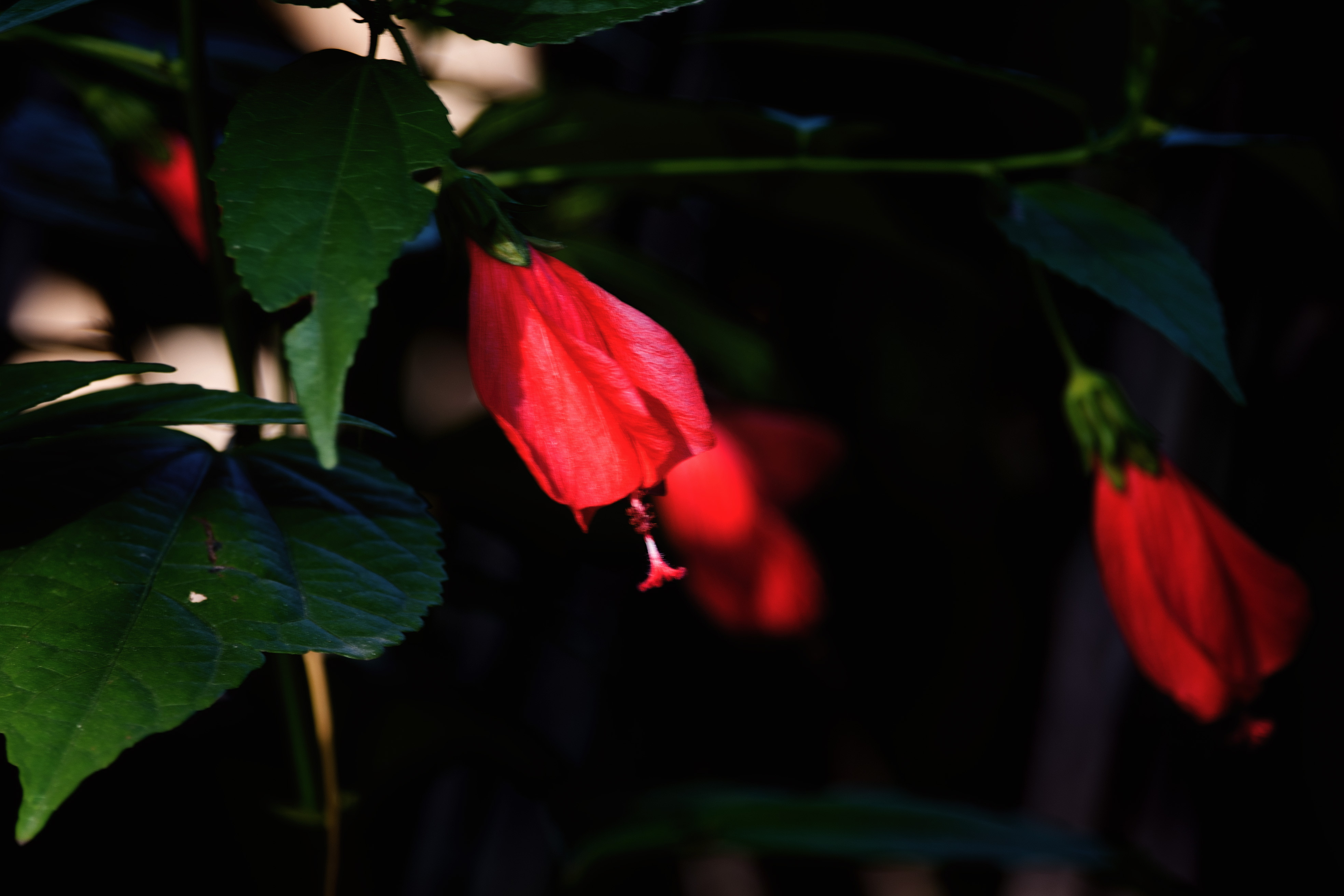 (首发)垂花悬铃花