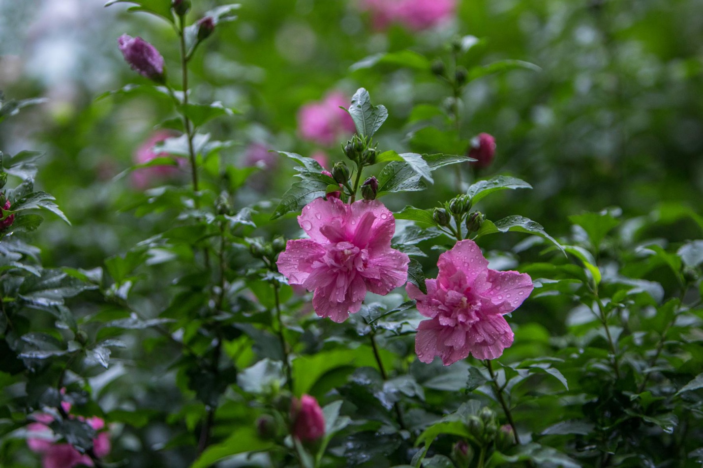 雨中的木槿花