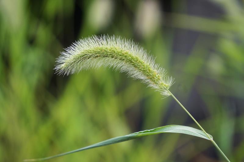 狗尾巴草,摇着童年的味道