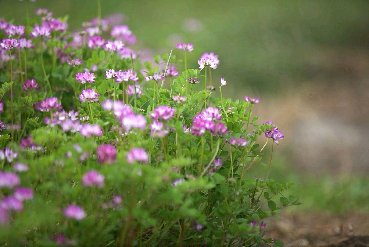 野草闲花逢春生