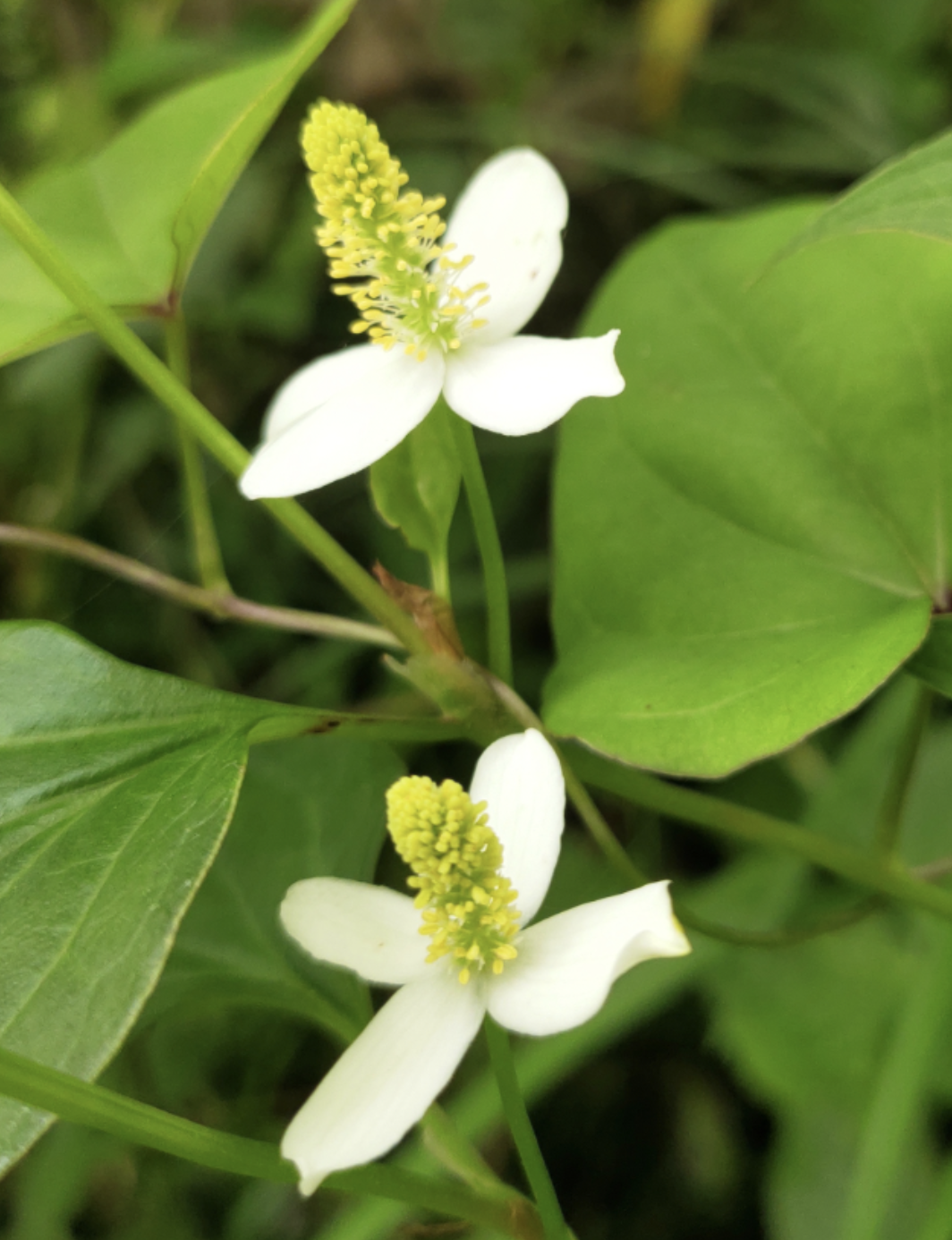 鱼腥草花【首发】