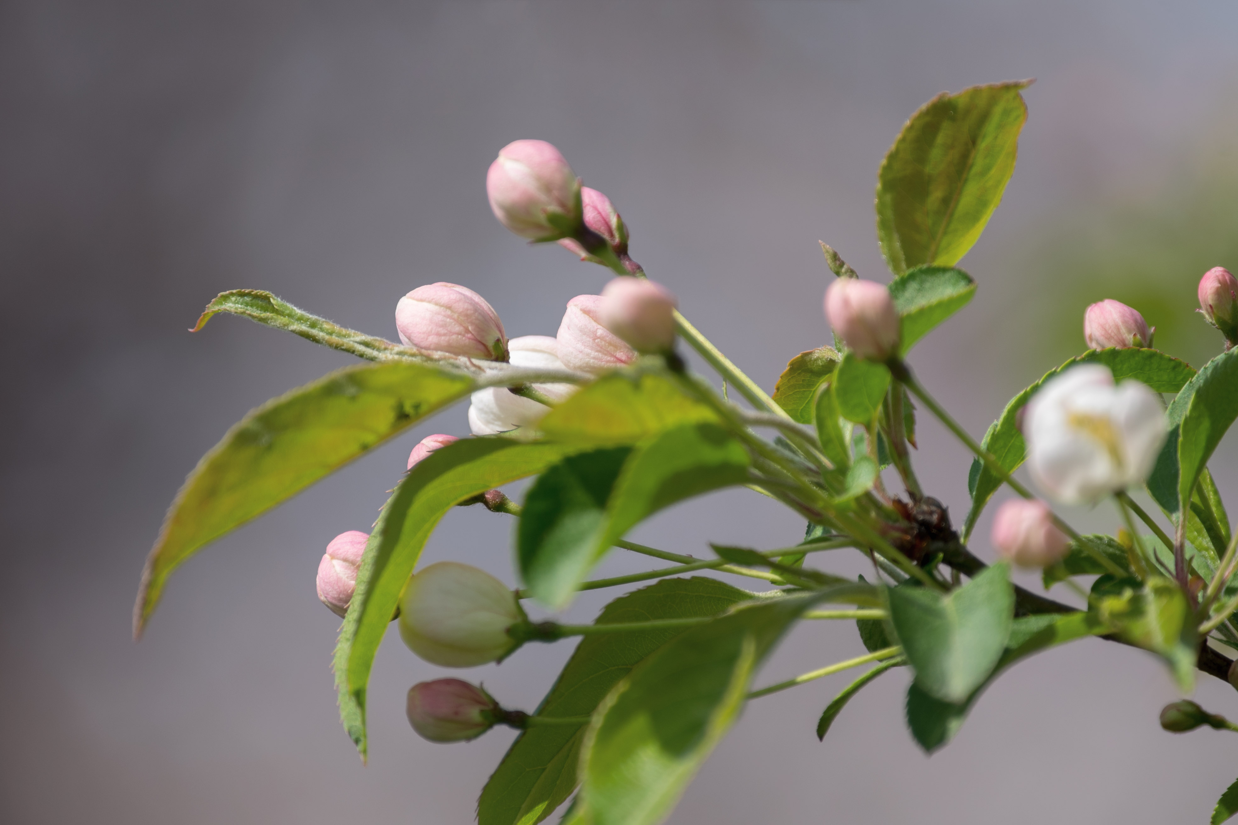 首发山荆子