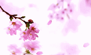 370_225gif 动态图 动图