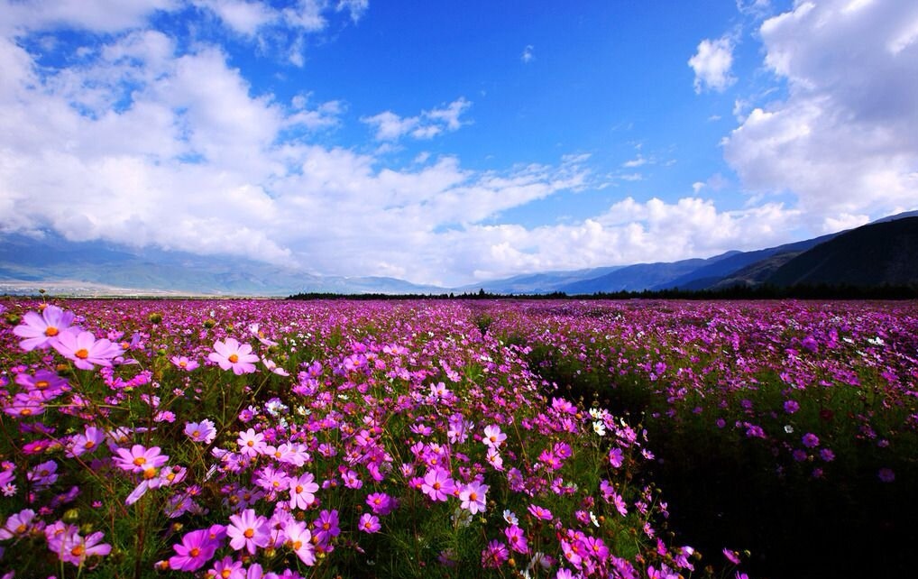 格桑花开了