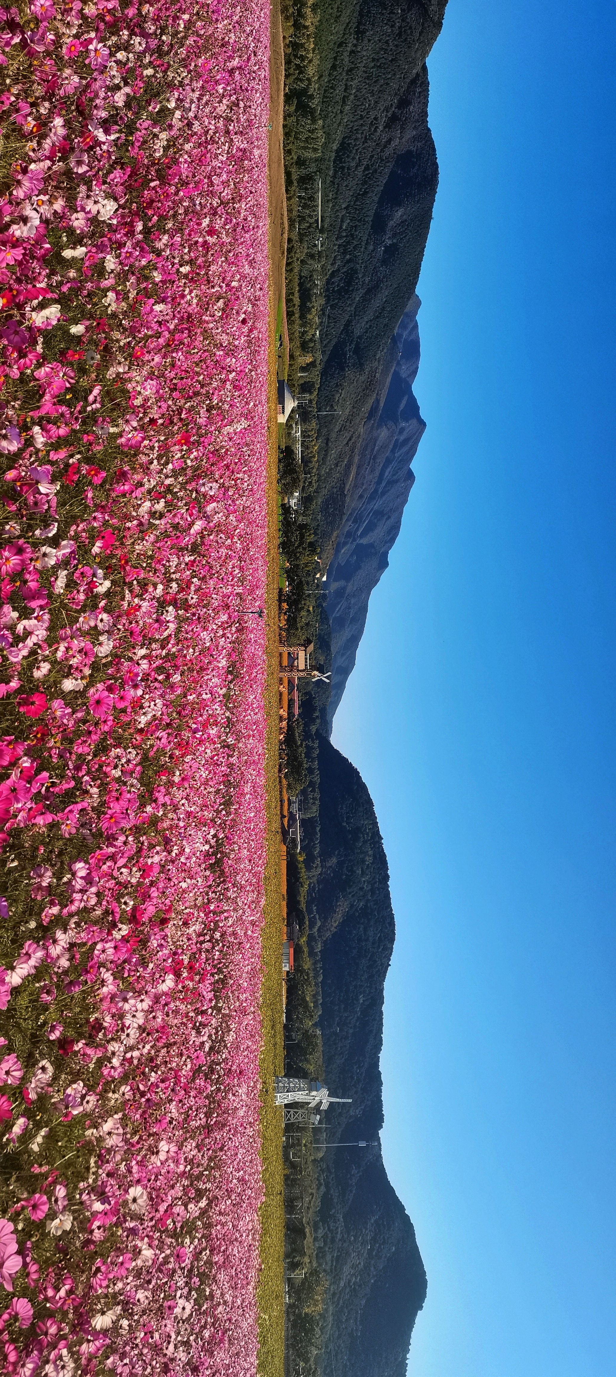 圣泉花海是北京市怀柔区面积最大的连片花海,位于桥梓镇口头村,占地