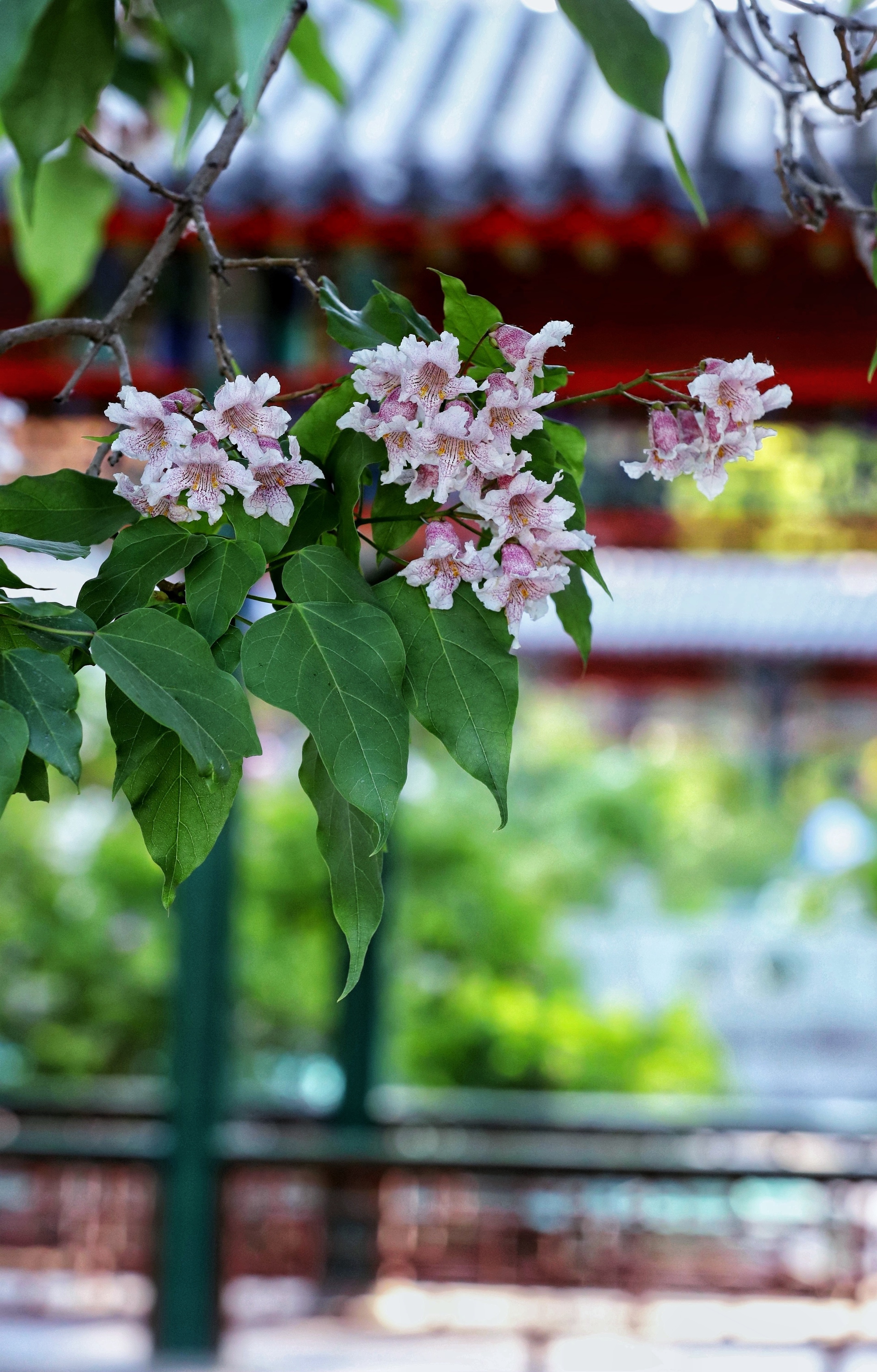 【首发】楸树花(一)