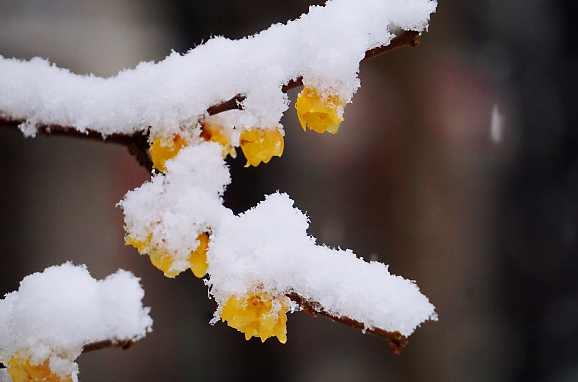 蜡梅花虽然一整个冬天都开在冰天雪地里,但却从未在凄风冷雨中低头